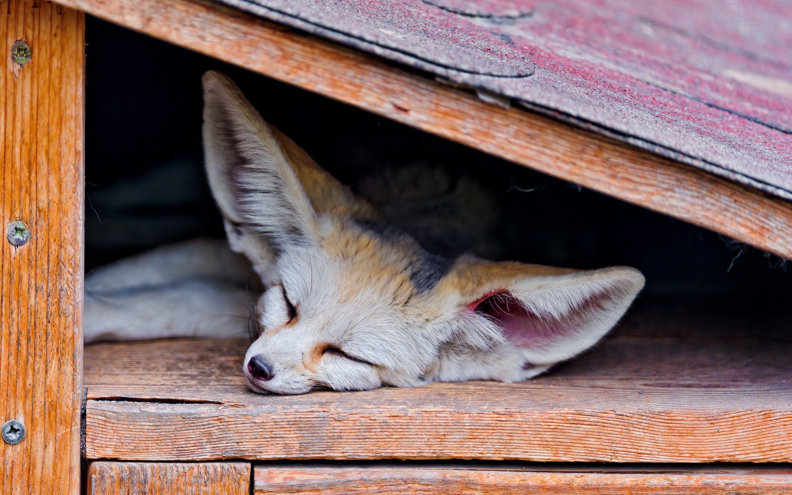 Animals Fox Sleeping Fennec 2560x1600