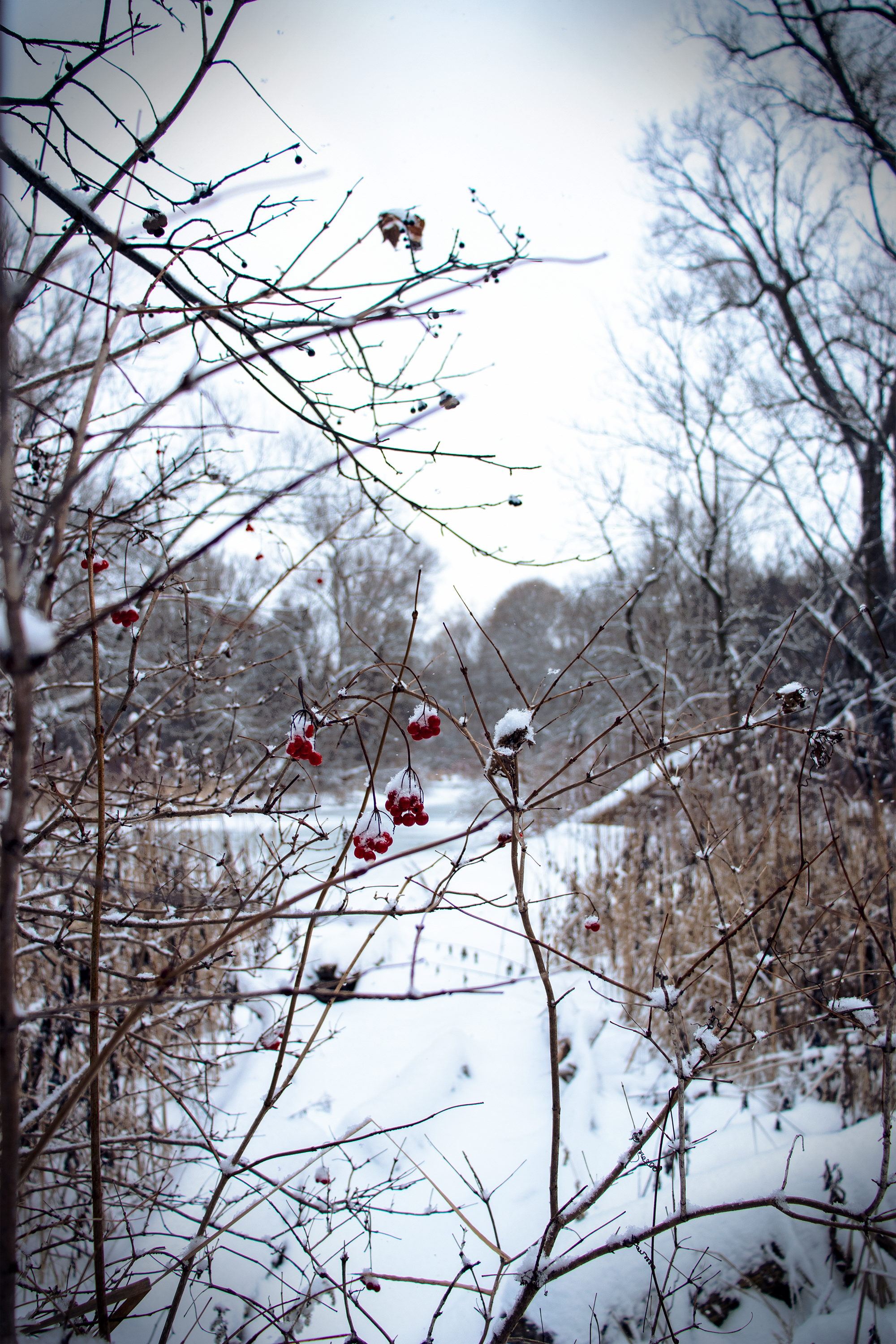 Winter Red Berries Berries Trees Plants Vertical Snow Snow Covered 2000x3000
