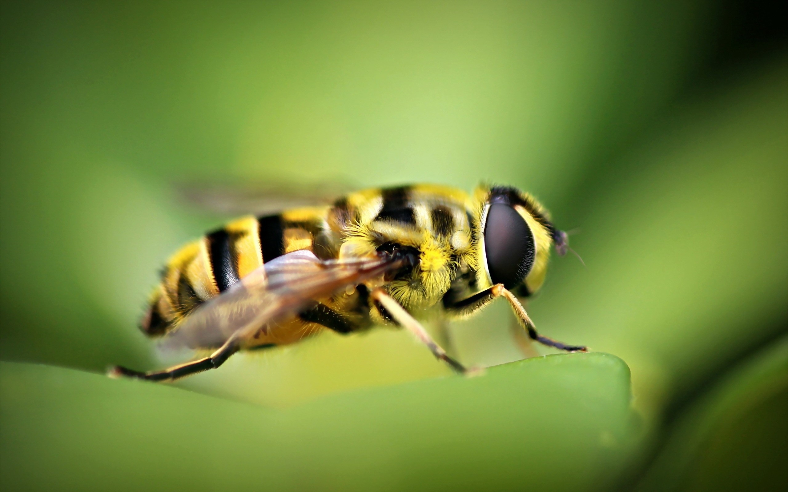 Animal Hoverfly 2560x1600