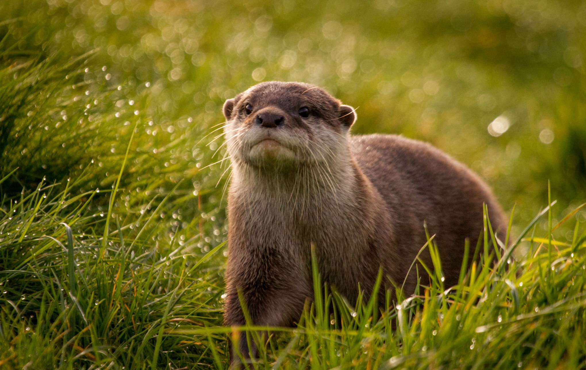 Otters Animals Plants Grass 2039x1287