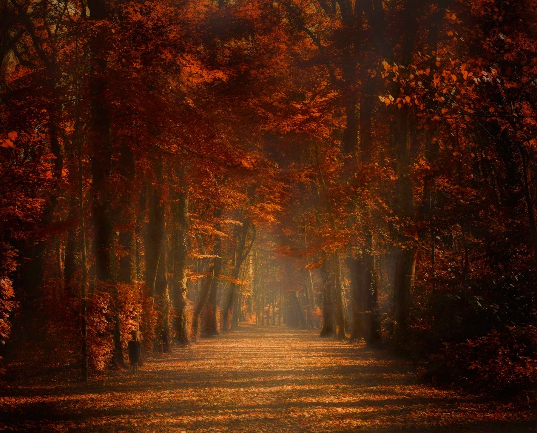 Nature Landscape Fall Trees Path Amber Leaves Mist Sunlight Spain 1800x1450