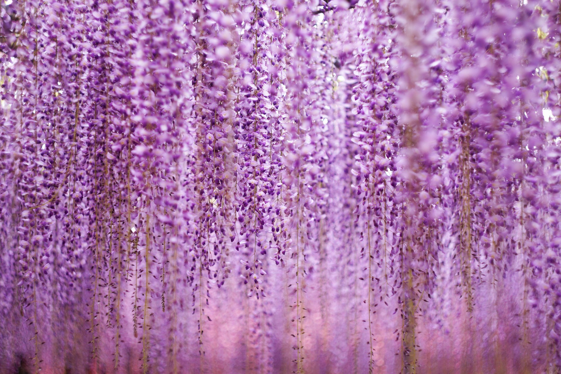 Wisteria Nature Bokeh Flower Purple Flower 1920x1280