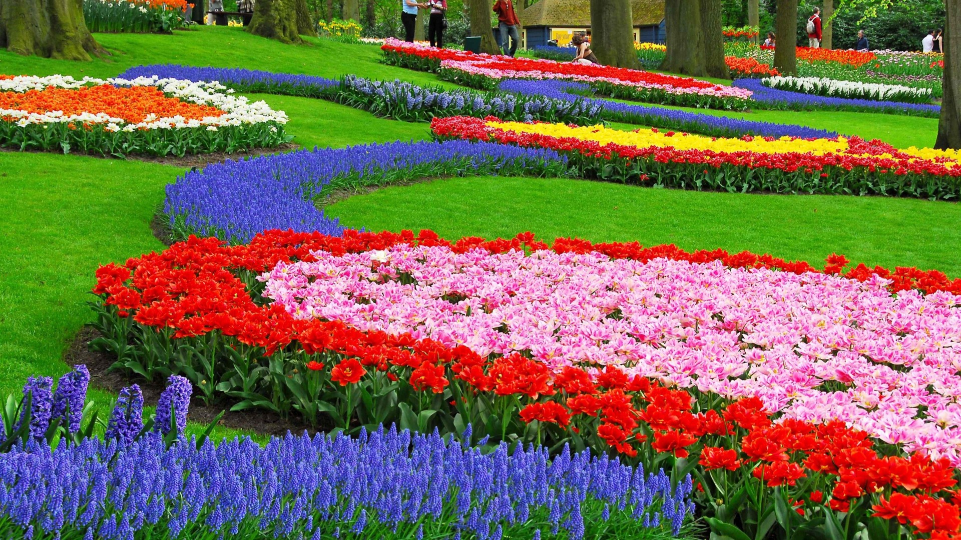 Garden Flowers Nature Landscape Colorful Muscari 1920x1080