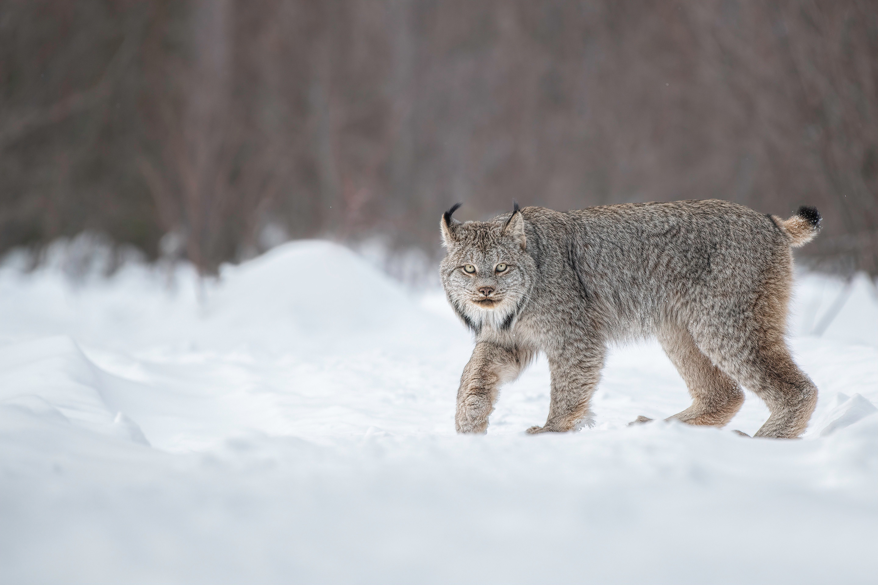 Lux Animal Big Cats Snow Winter Animals Mammals Lynx 2880x1920
