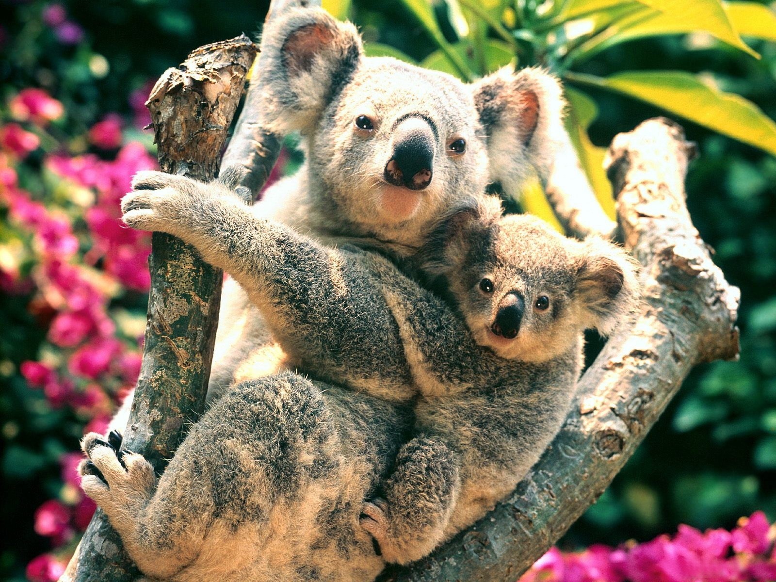 Nature Animals Koalas Baby Animals 1600x1200