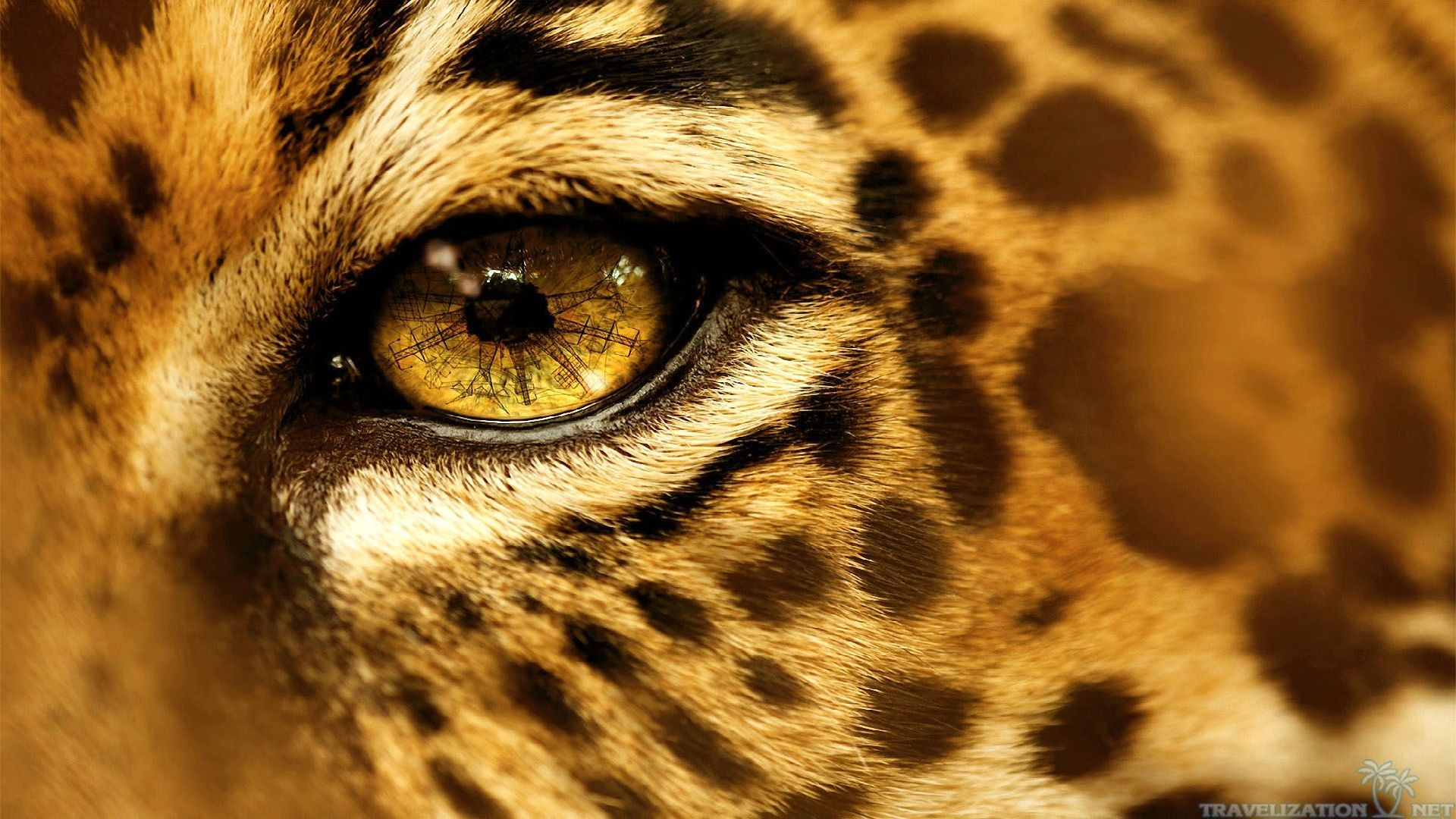 Animals Eyes Jaguars 1920x1080