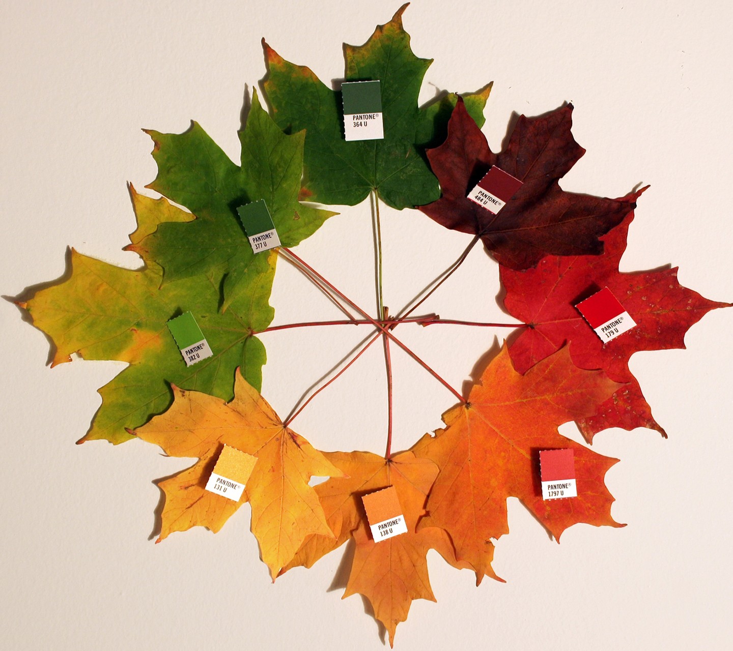 Maple Leaves Leaves Numbers 1440x1280
