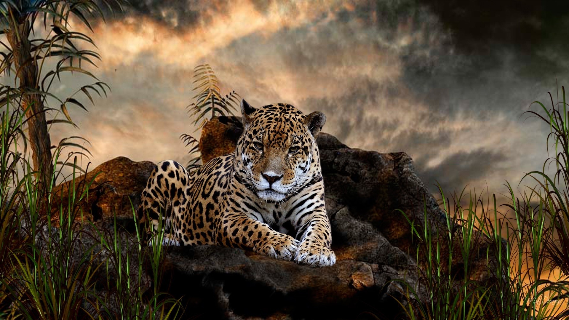 Animals Jaguars Big Cats Nature Mist 1920x1080