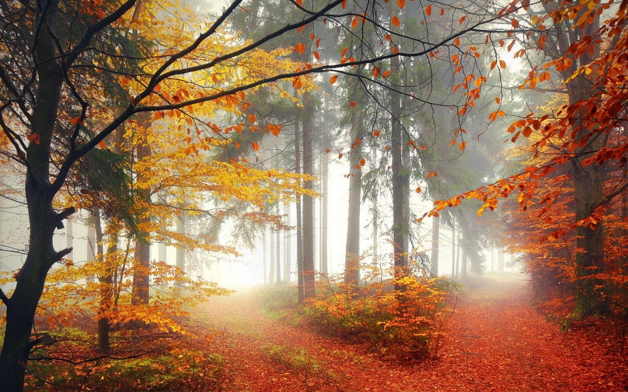 Mist Landscape Nature Forest Morning Trees Lights Crossroads Fall Path 1230x768