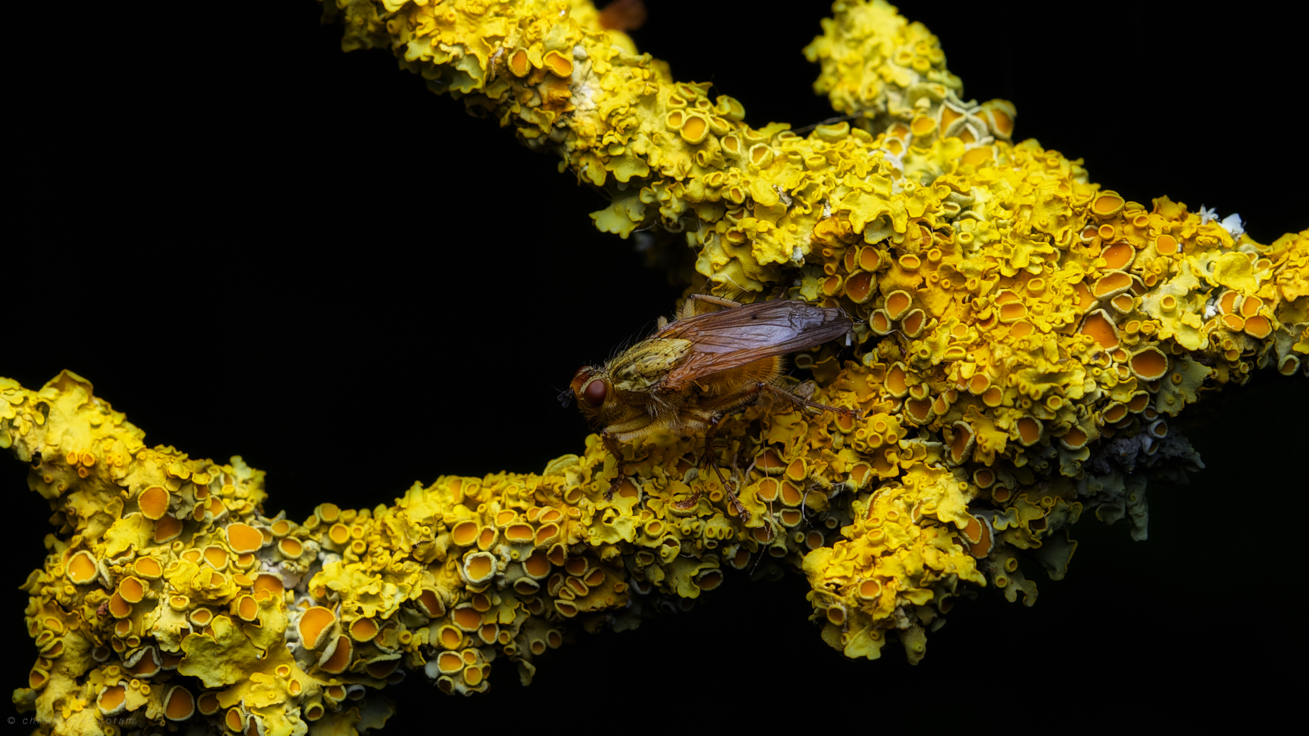 Yellow Macro Lichen Insect 2560x1440
