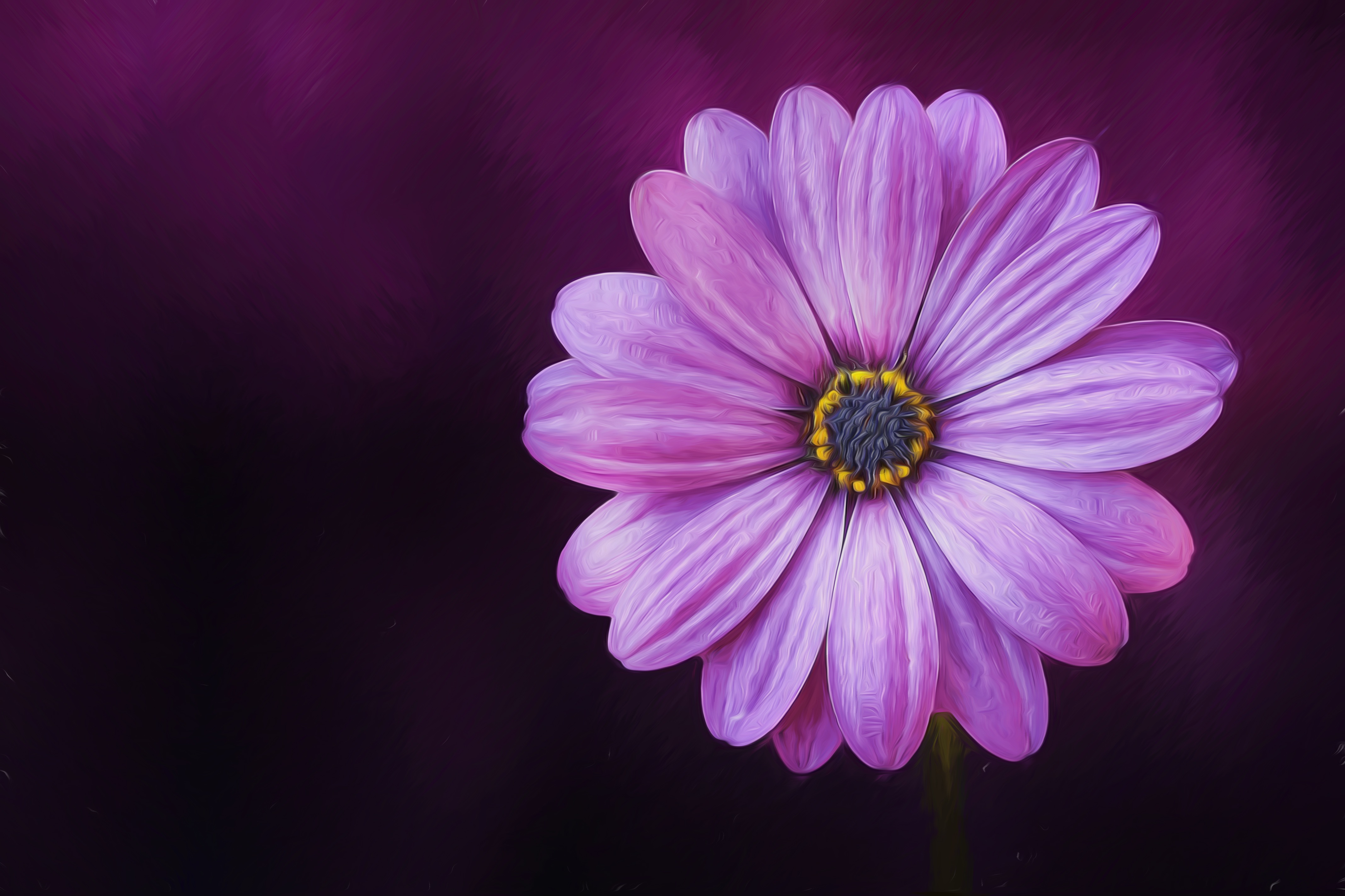 Daisy Flower Purple Flower Nature Artistic Oil Painting Painting 4272x2848