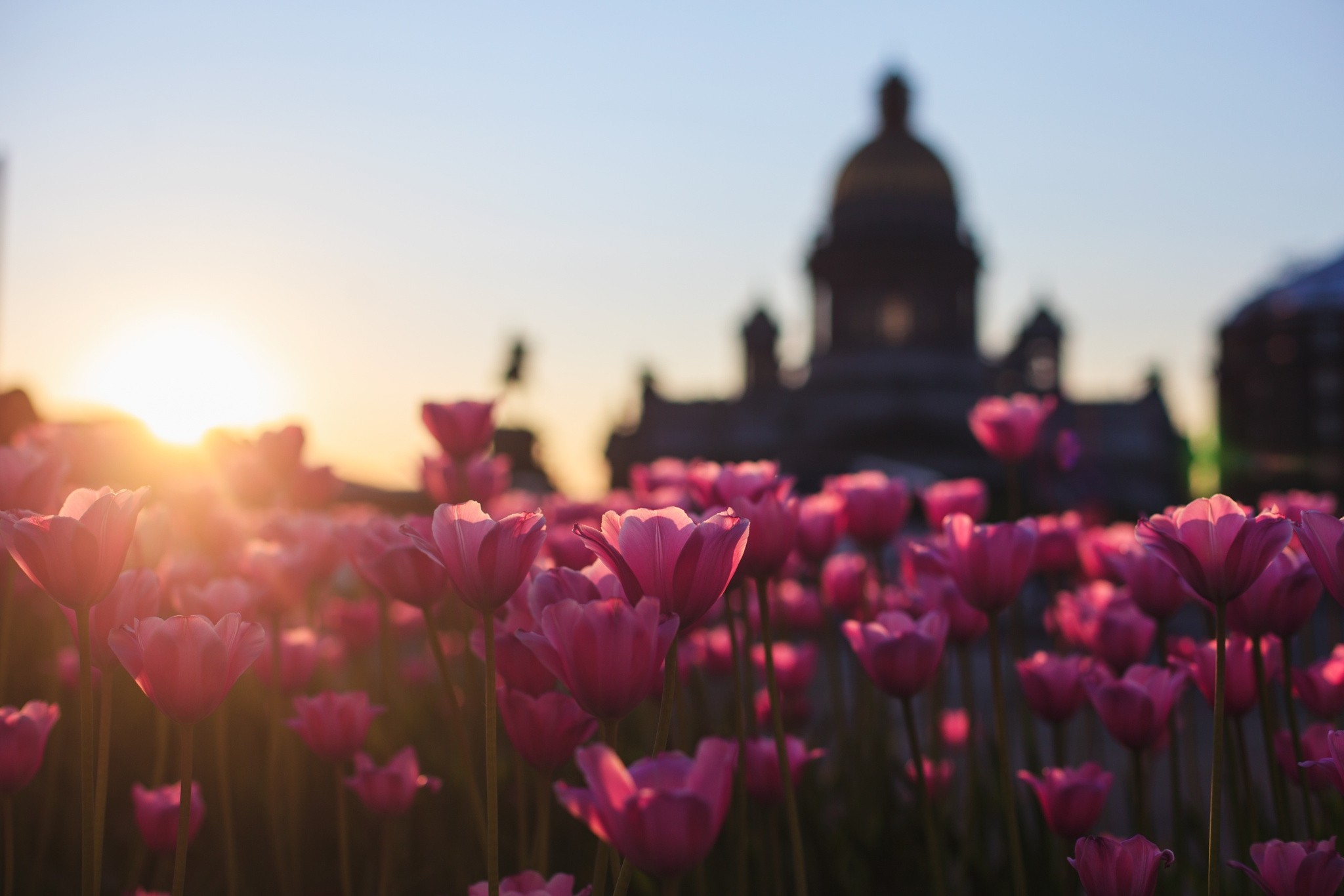 Depth Of Field Sunset Nature Flowers Sun Plants St Petersburg Leningrad 2048x1366