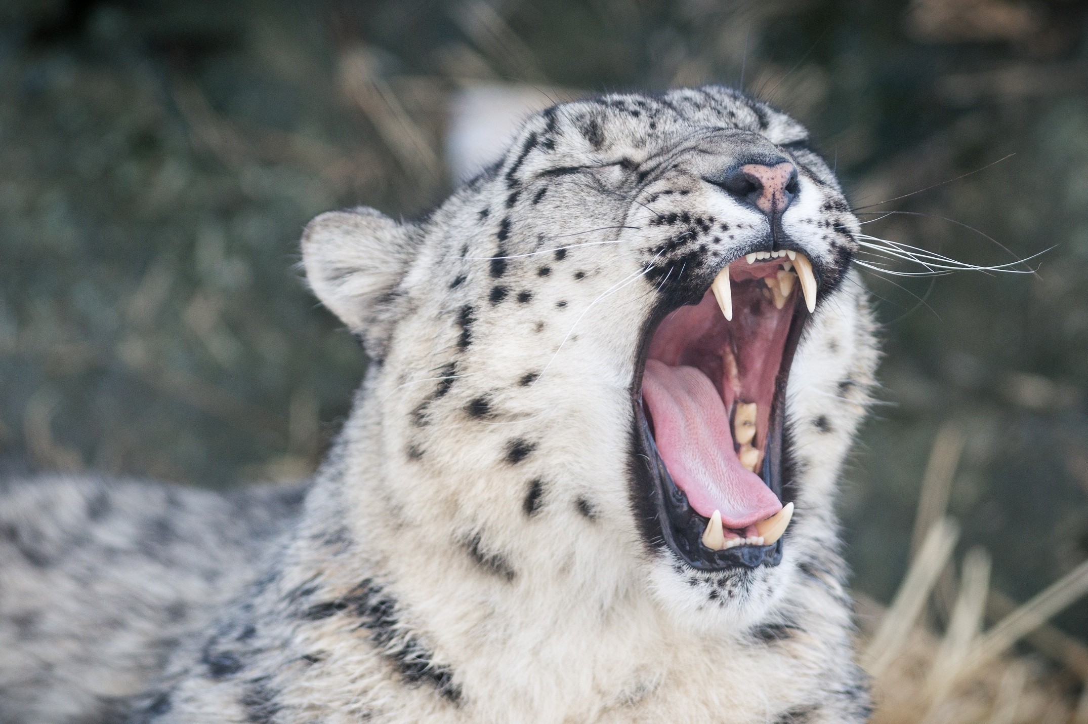 Animals Snow Leopards Teeth Yawning Leopard Animal 2150x1430