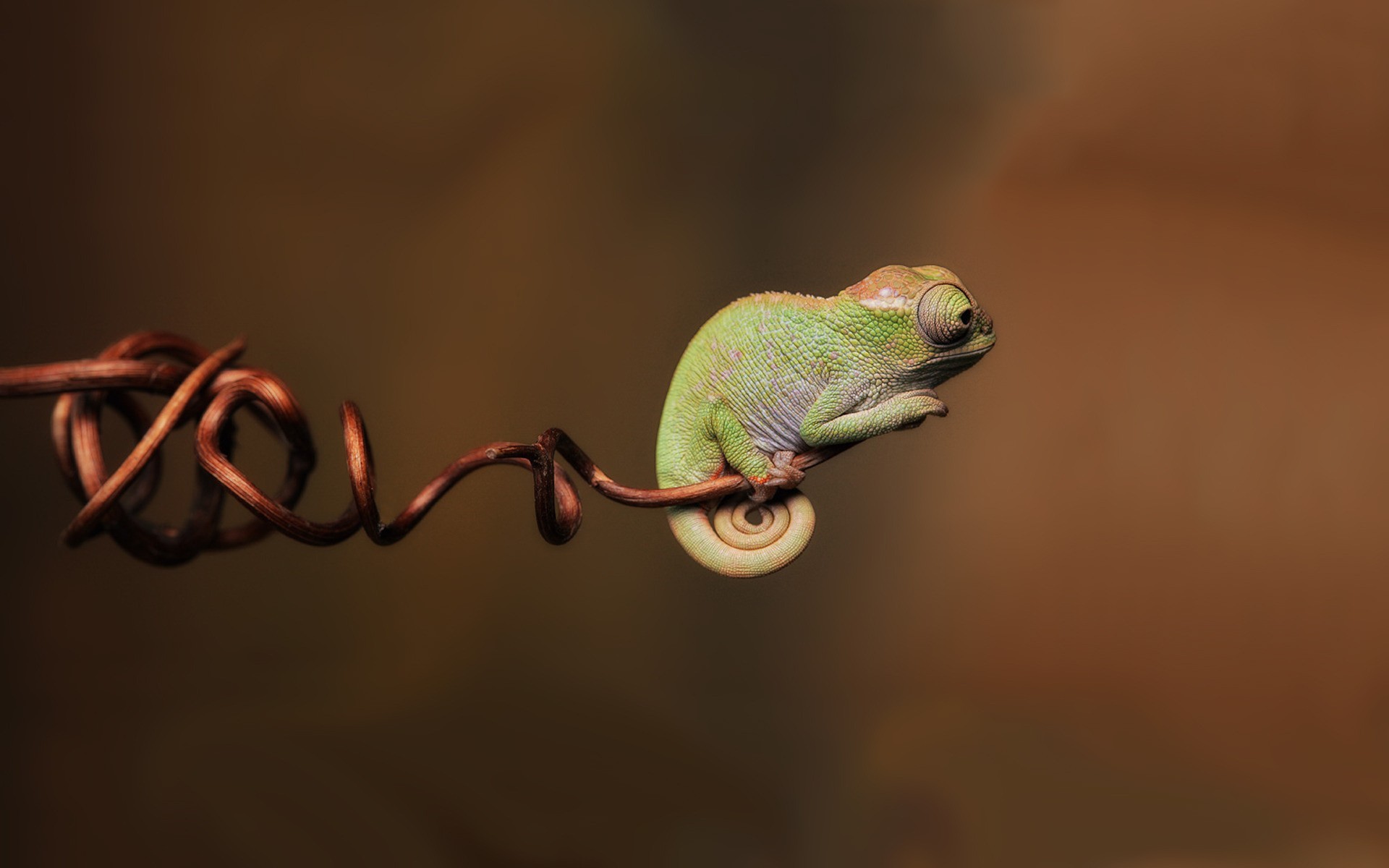 Simple Chameleons Reptiles Branch Chameleons Reptiles Twigs Animals 1920x1200