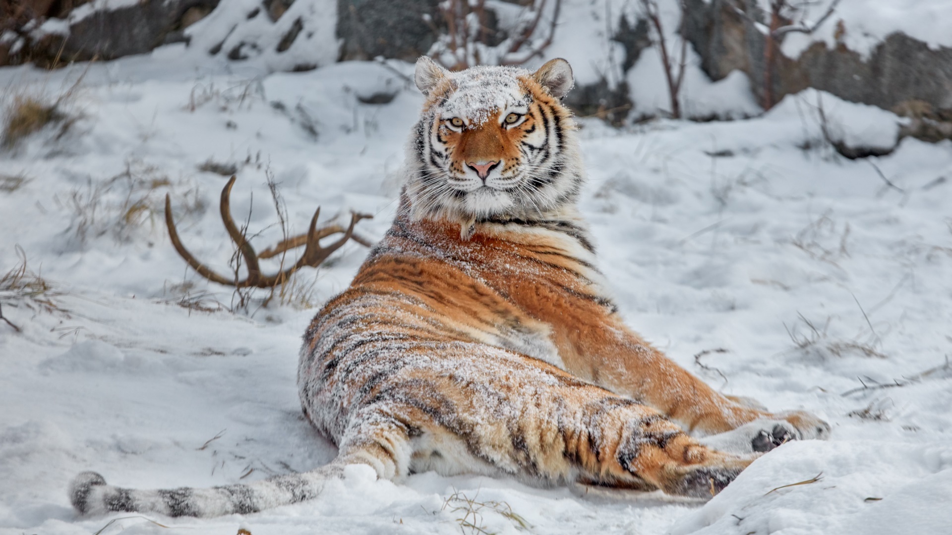 Siberian Tiger Tiger Snow Covered Snow Animals Big Cats Winter Nature 1920x1080