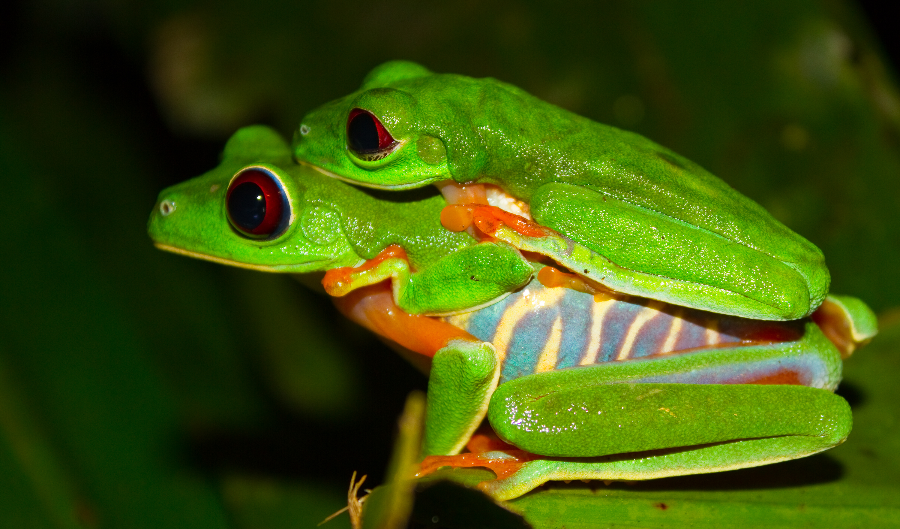 Animal Red Eyed Tree Frog 3000x1762
