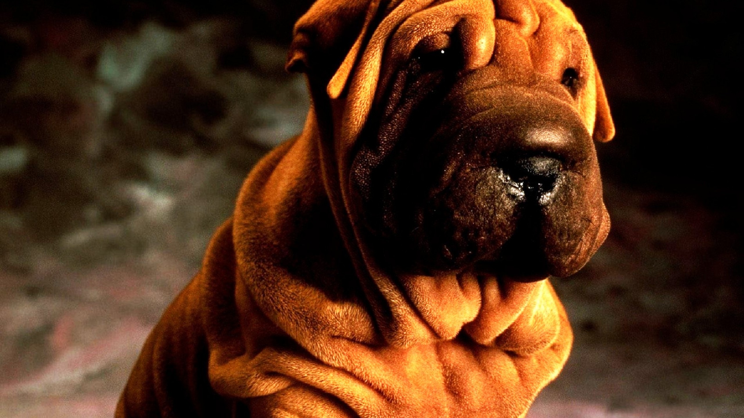 Shar Pei 2560x1440