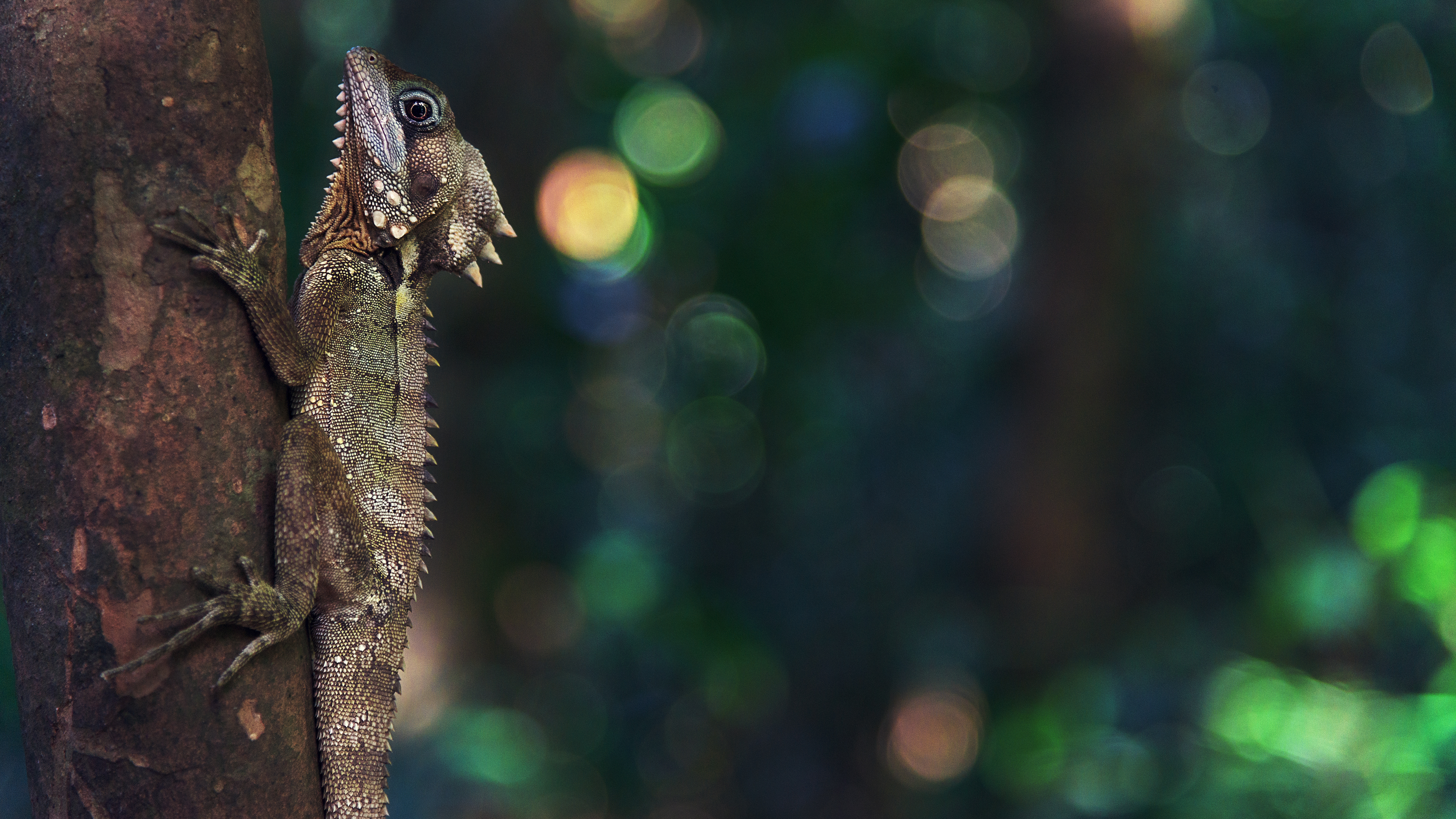 Ultra HD Gecko Nature Wood Animals 3840x2160