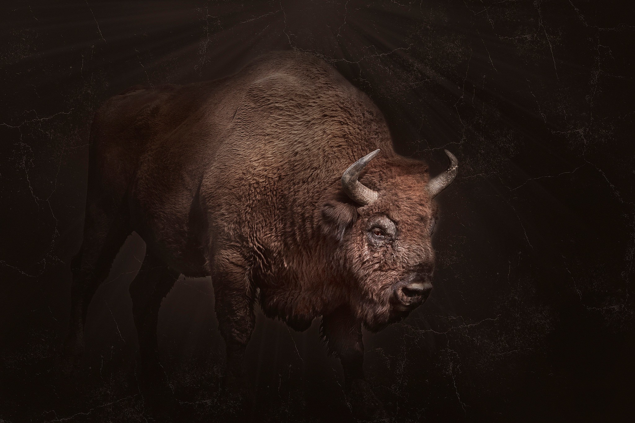 Bison Animals Dark Horns 2048x1365