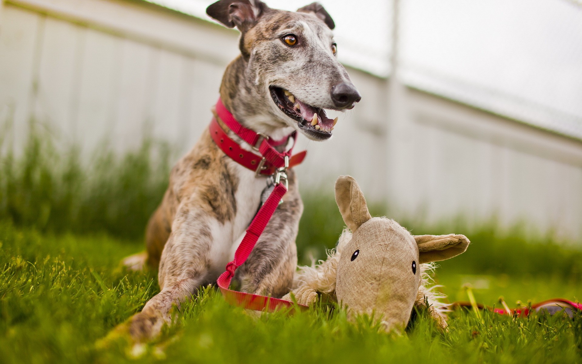 Animal Greyhound 1920x1200