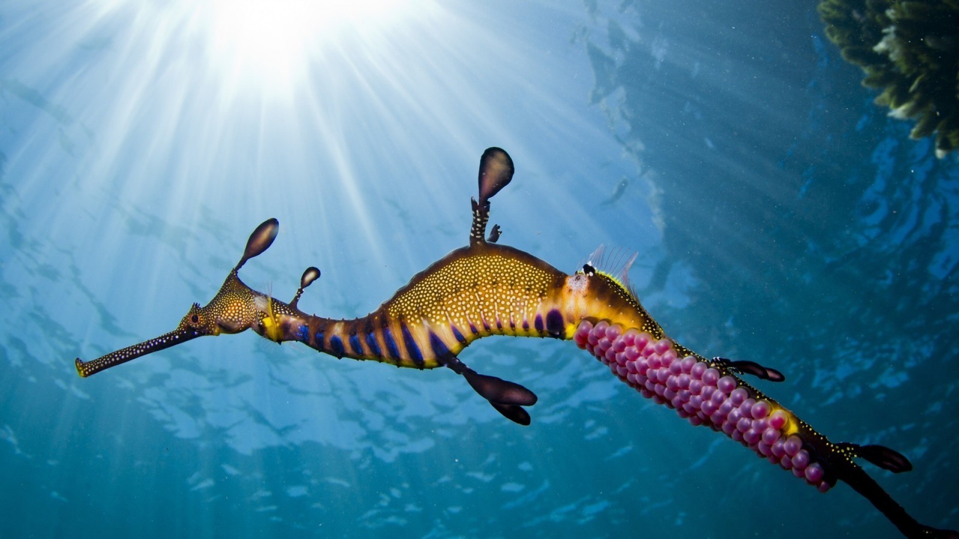 Animals Sea Seahorses Underwater Sun Rays 1920x1080