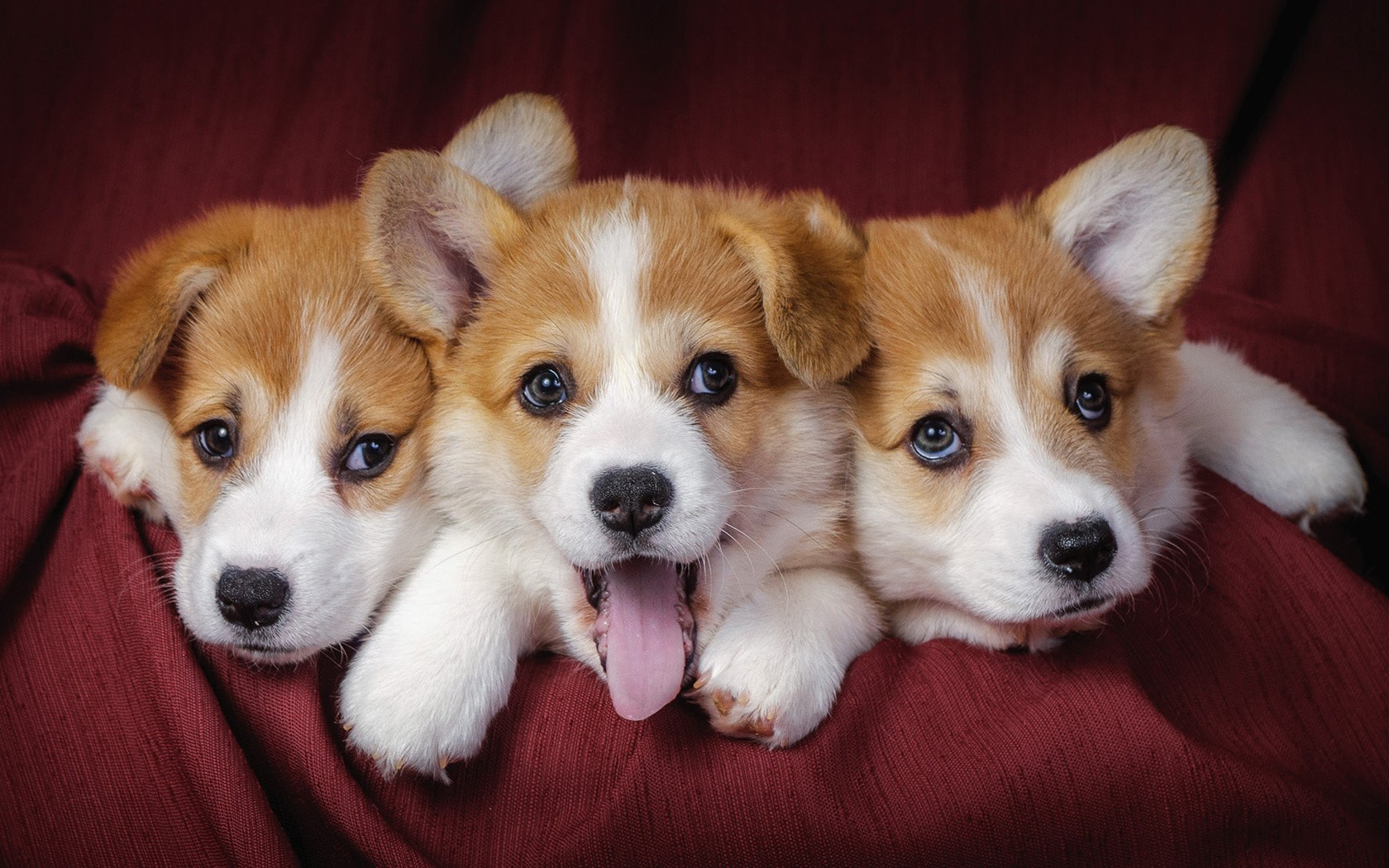 Dog Animals Dog Corgi Corgi Pembroke Welsh Corgis Puppies Good Boy 1680x1050