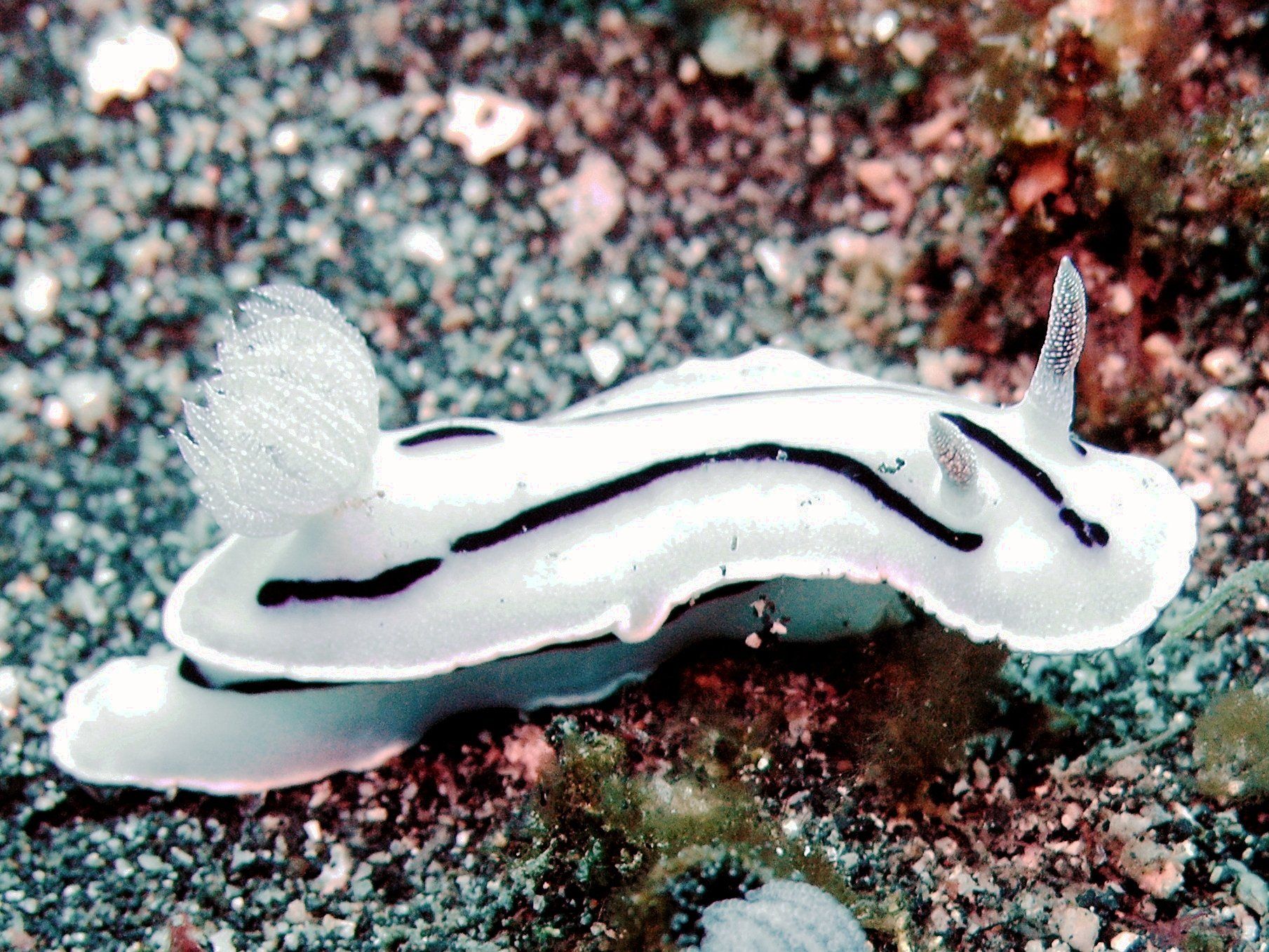 Nudibranch Sea Slug 1809x1357