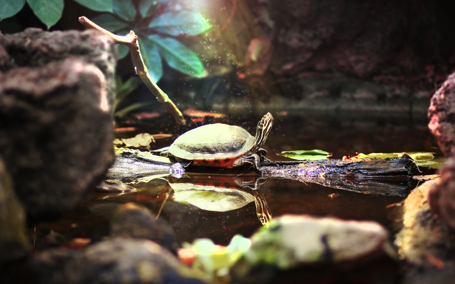 Tortoise Water Rainforest 1920x1200