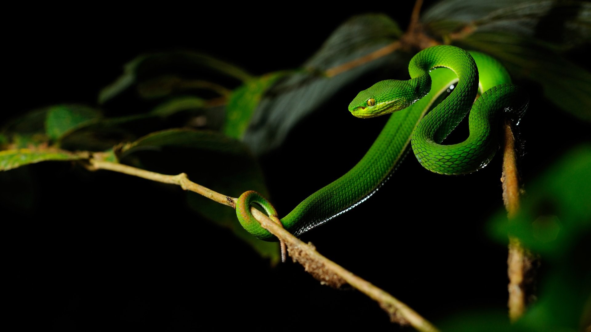 Animals Nature Snake Vipers 1920x1080