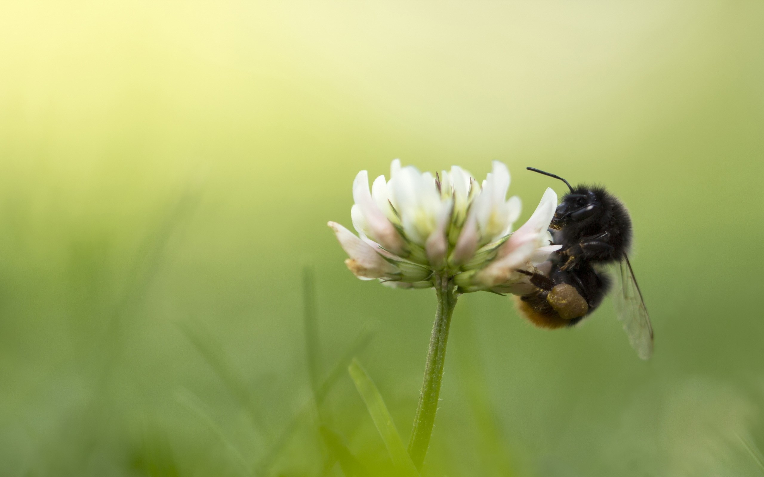 Animals Bumblebees Hymenoptera Macro 2560x1600