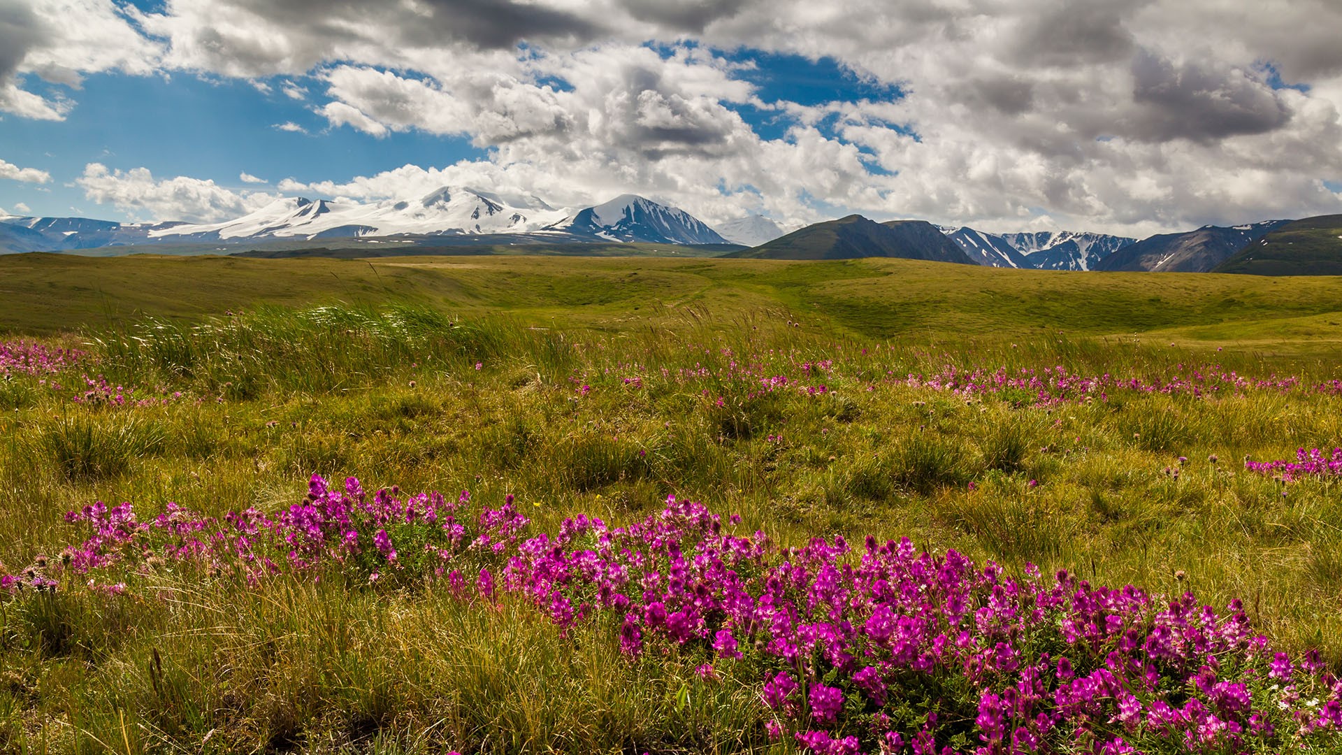 Nature Landscape Far View Clouds Sky Mountains Grass Flowers Pink Flowers Snowy Peak Blooming Field  1920x1080