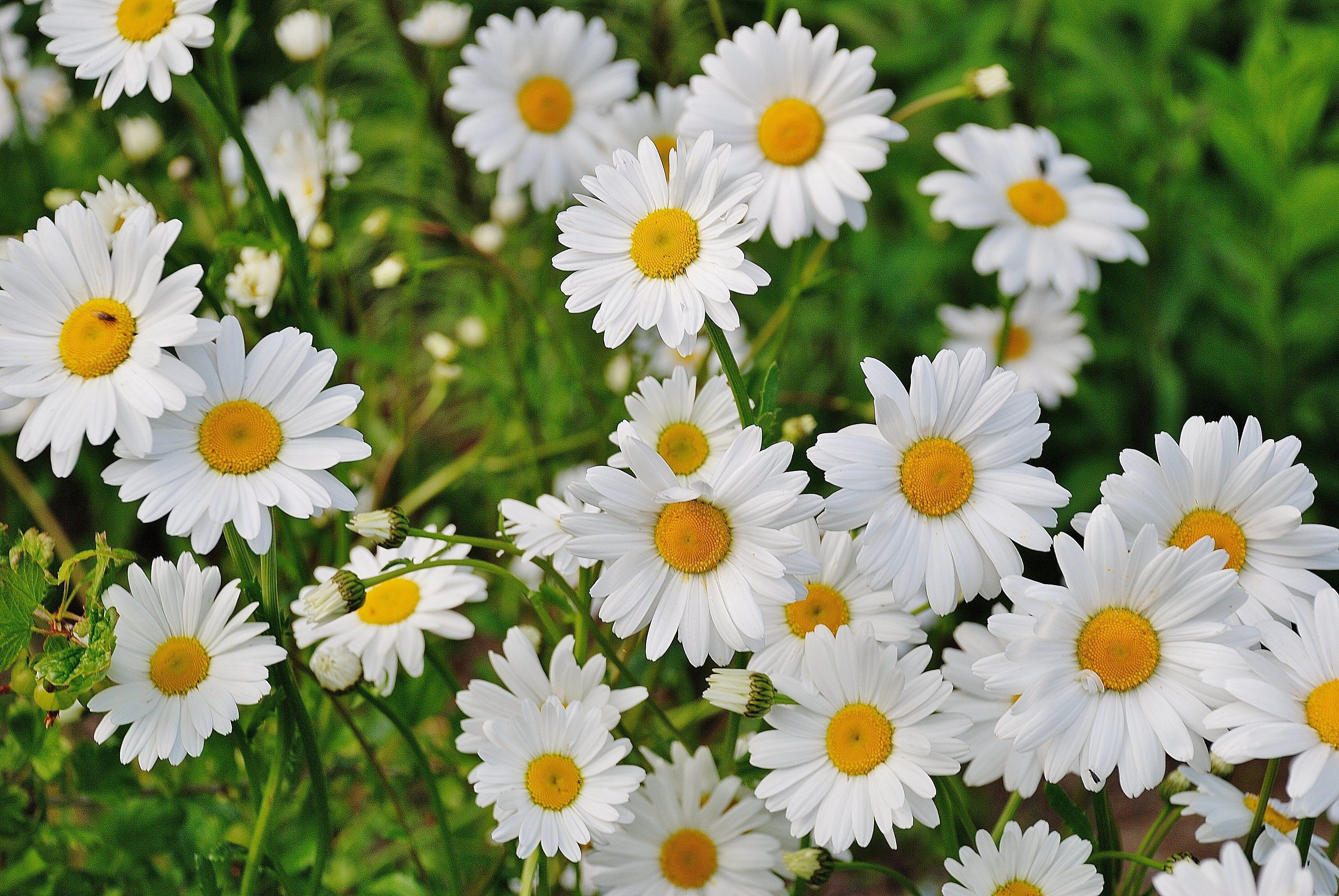 Camomile Daisy Grass Close Up Nature White Flower Flower 3872x2592