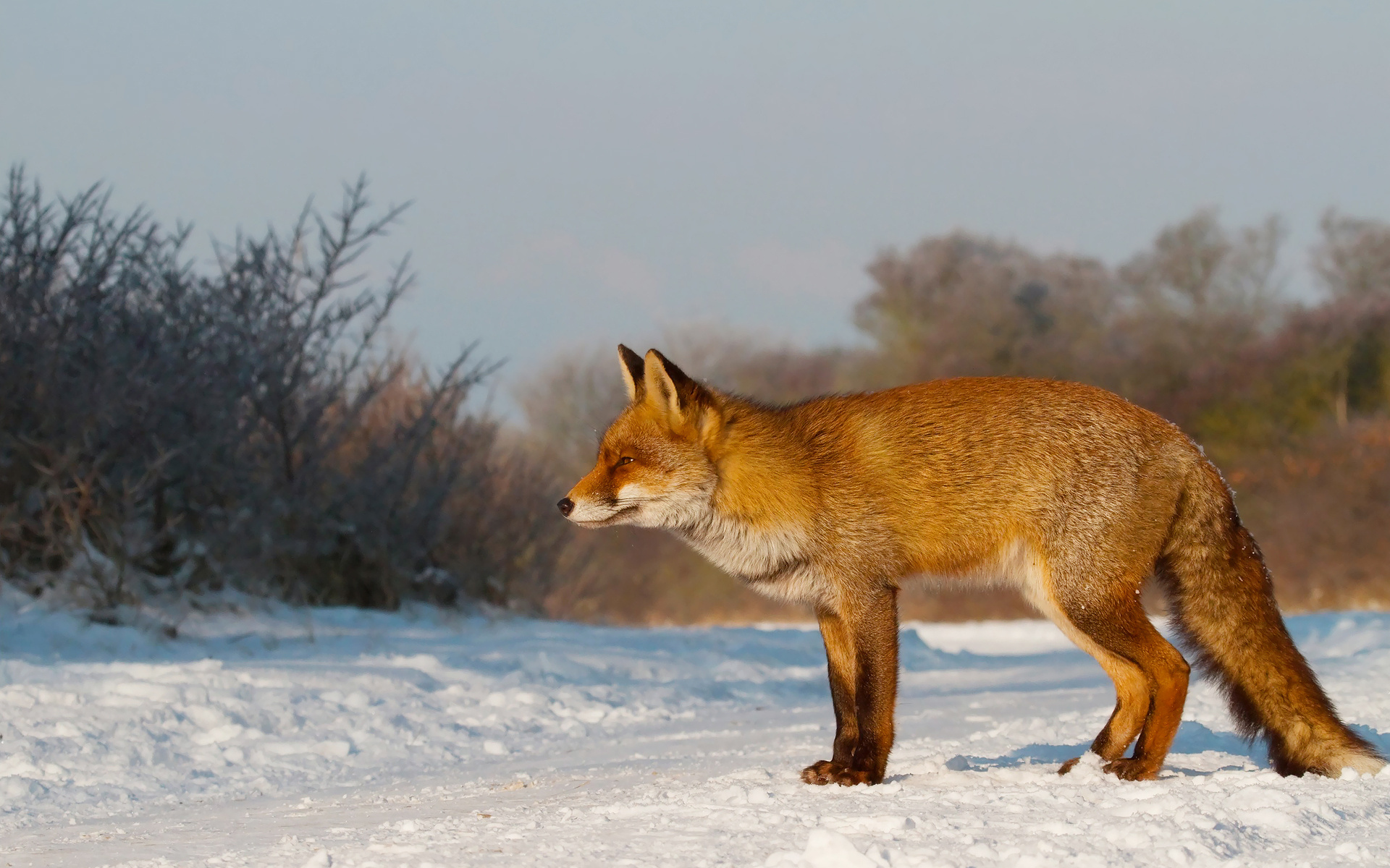 Red Fox 1920x1200