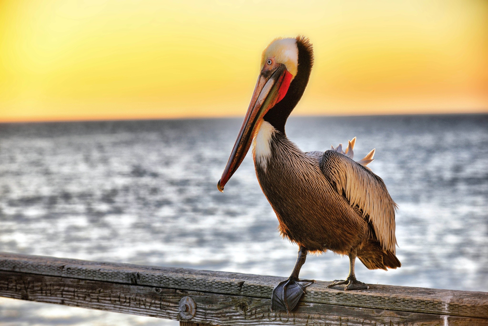 Pelicans 2048x1367