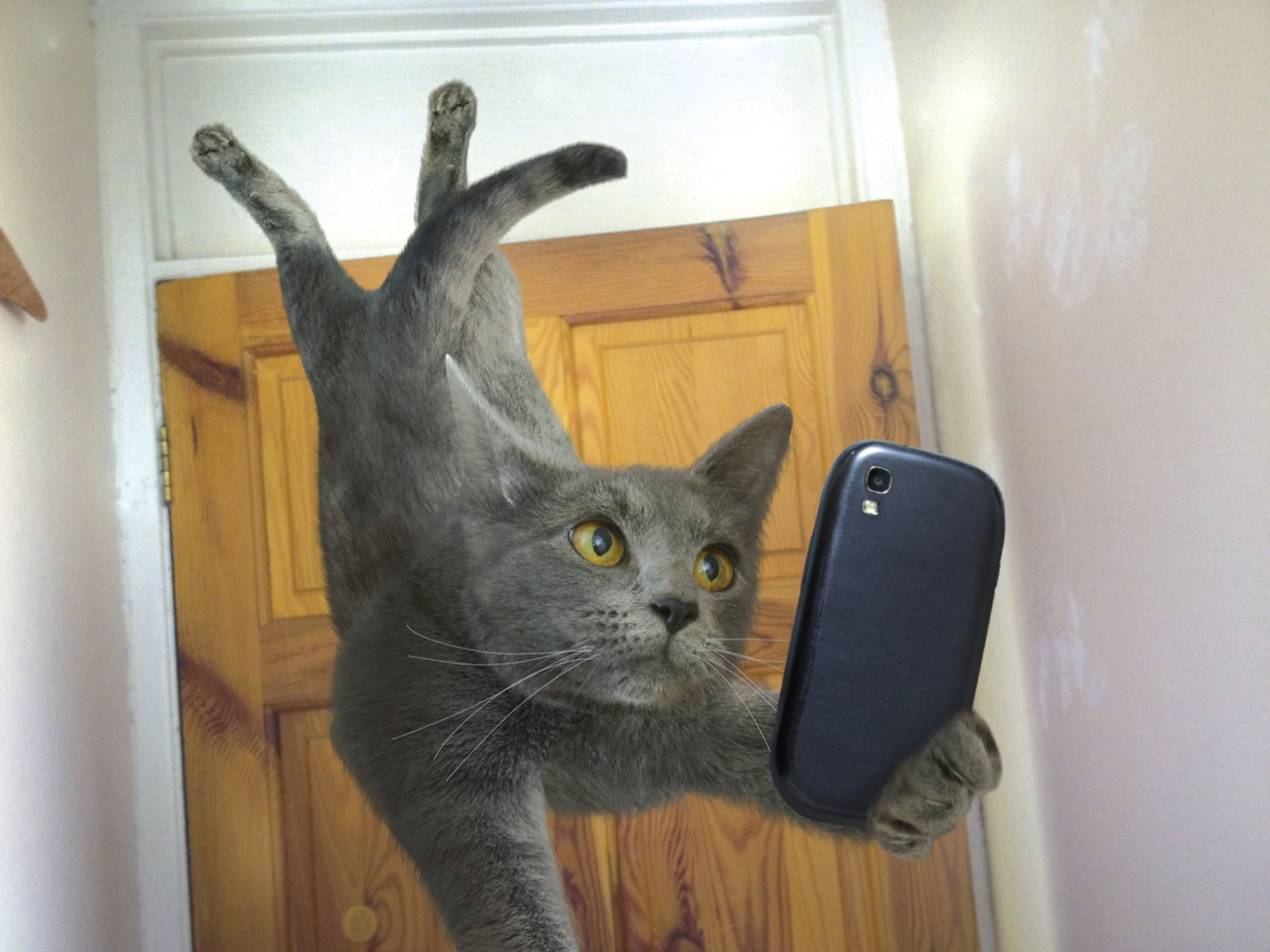 Cat Selfie Smartphone 4000x3000