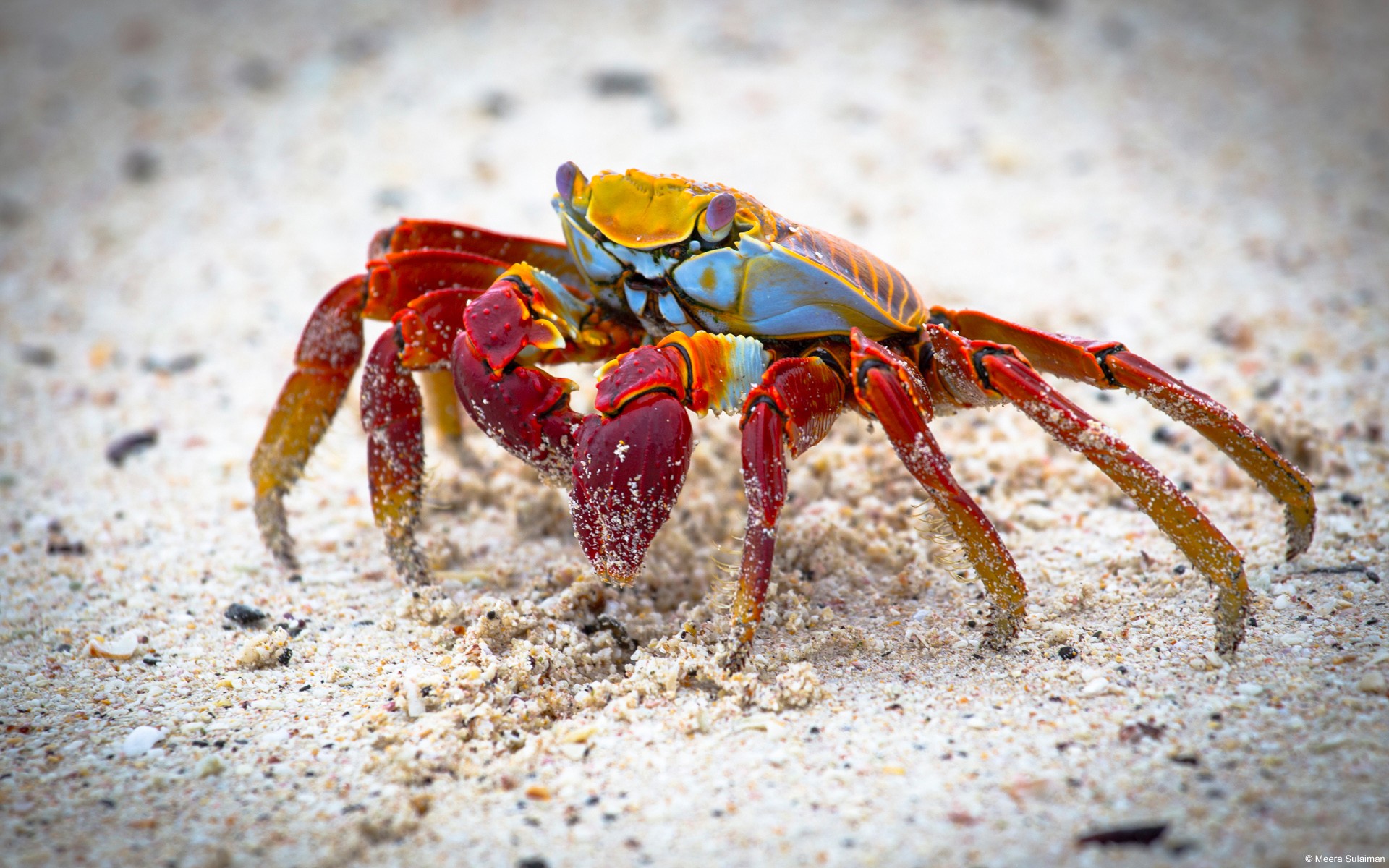 Nature Landscape Animals Crabs Crustaceans 1920x1200