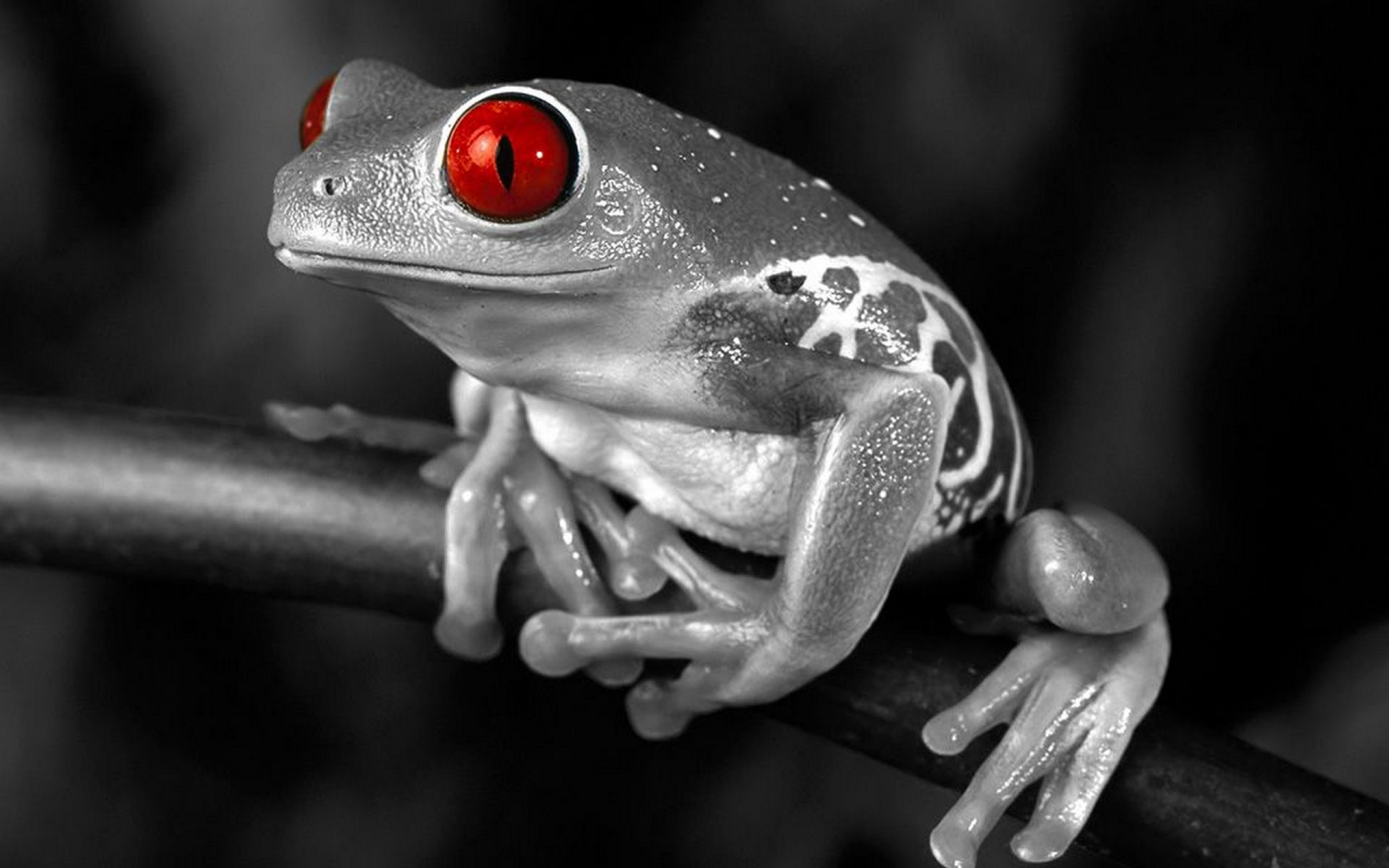 Frog Selective Color 2560x1600