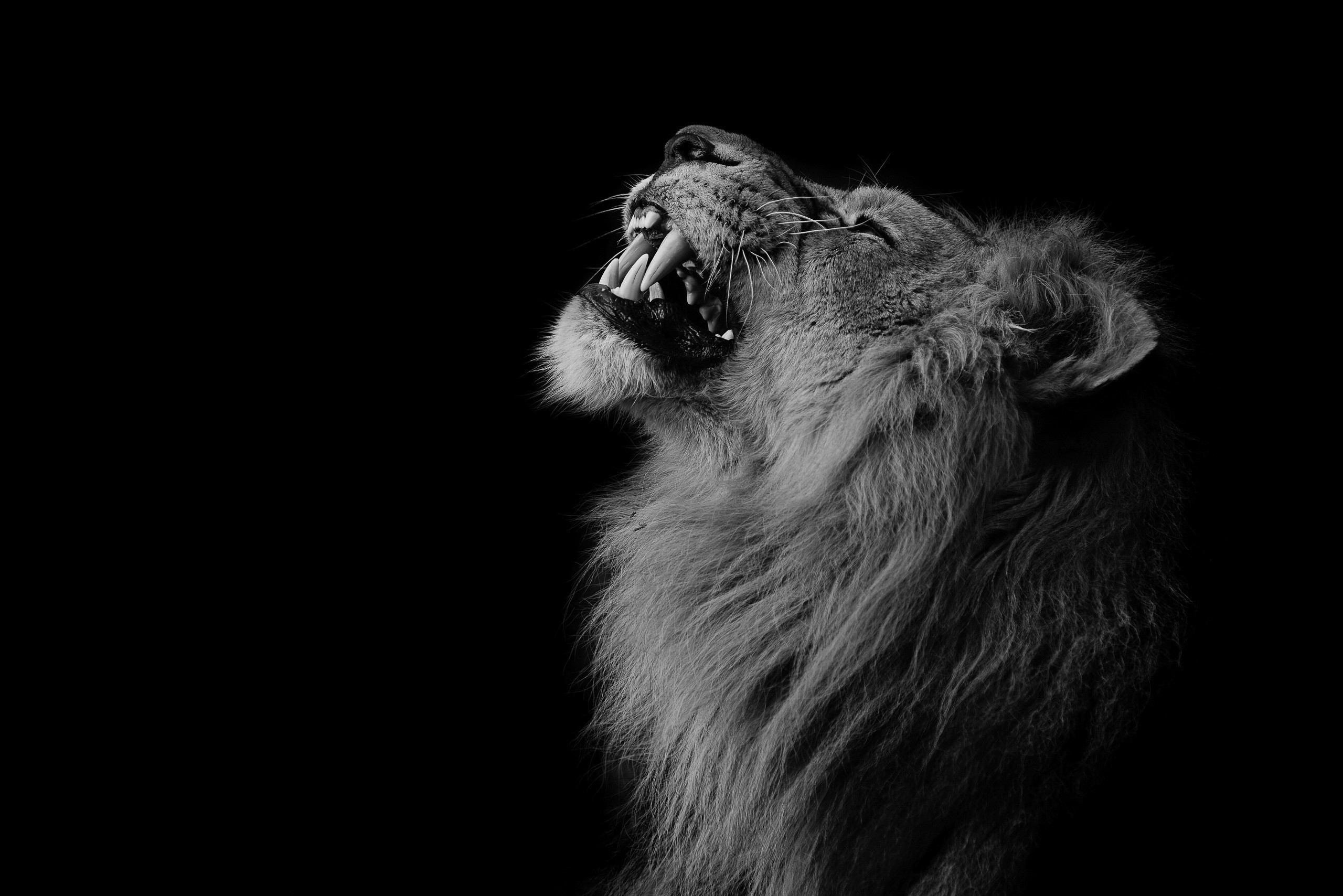 Lion Monochrome Roar 2560x1708