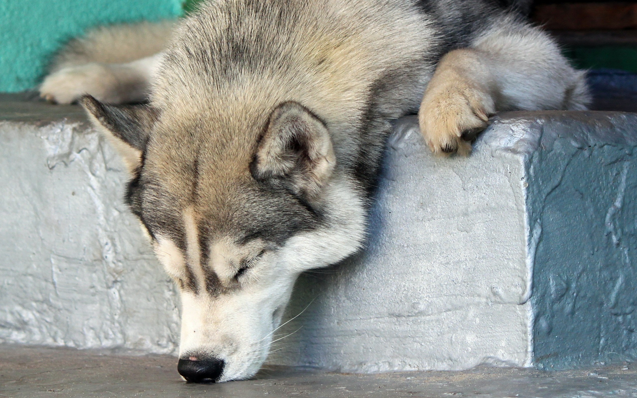 Animals Dog Fur Closed Eyes Alaskan Malamute 2560x1600