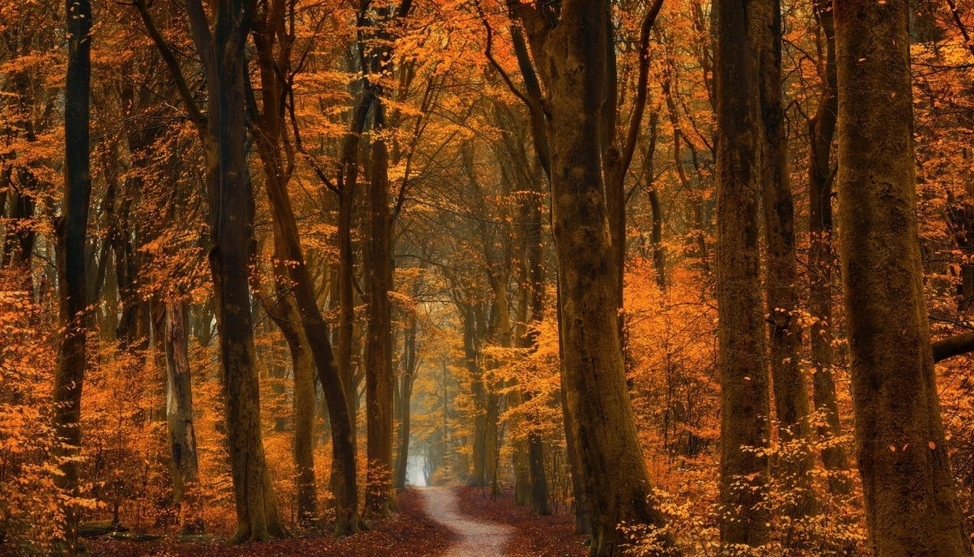 Fall Trees Path Forest Road Leaves Gold Amber Landscape Nature Orange 1366x781