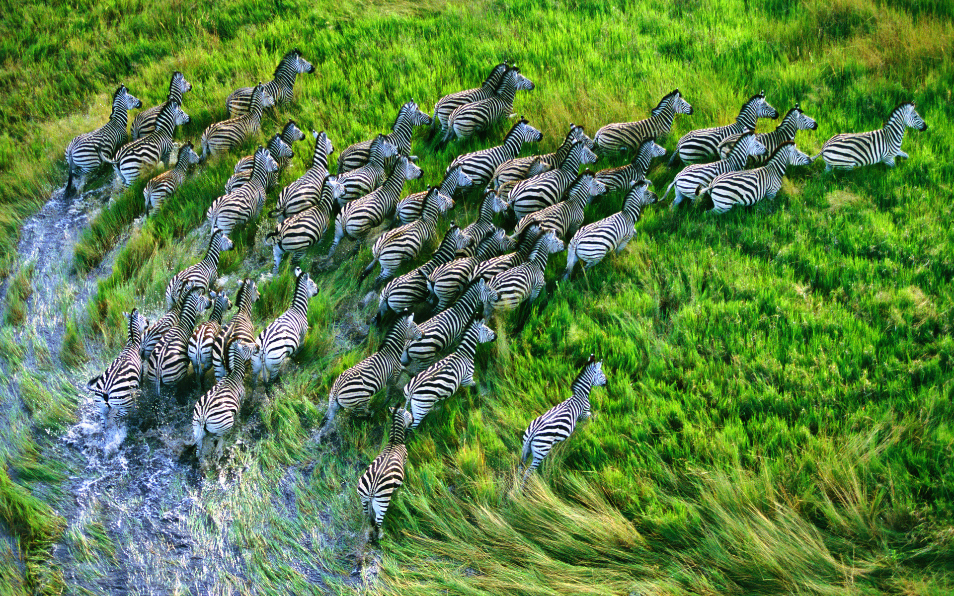 Herd Animal Zebra Grass 1920x1200