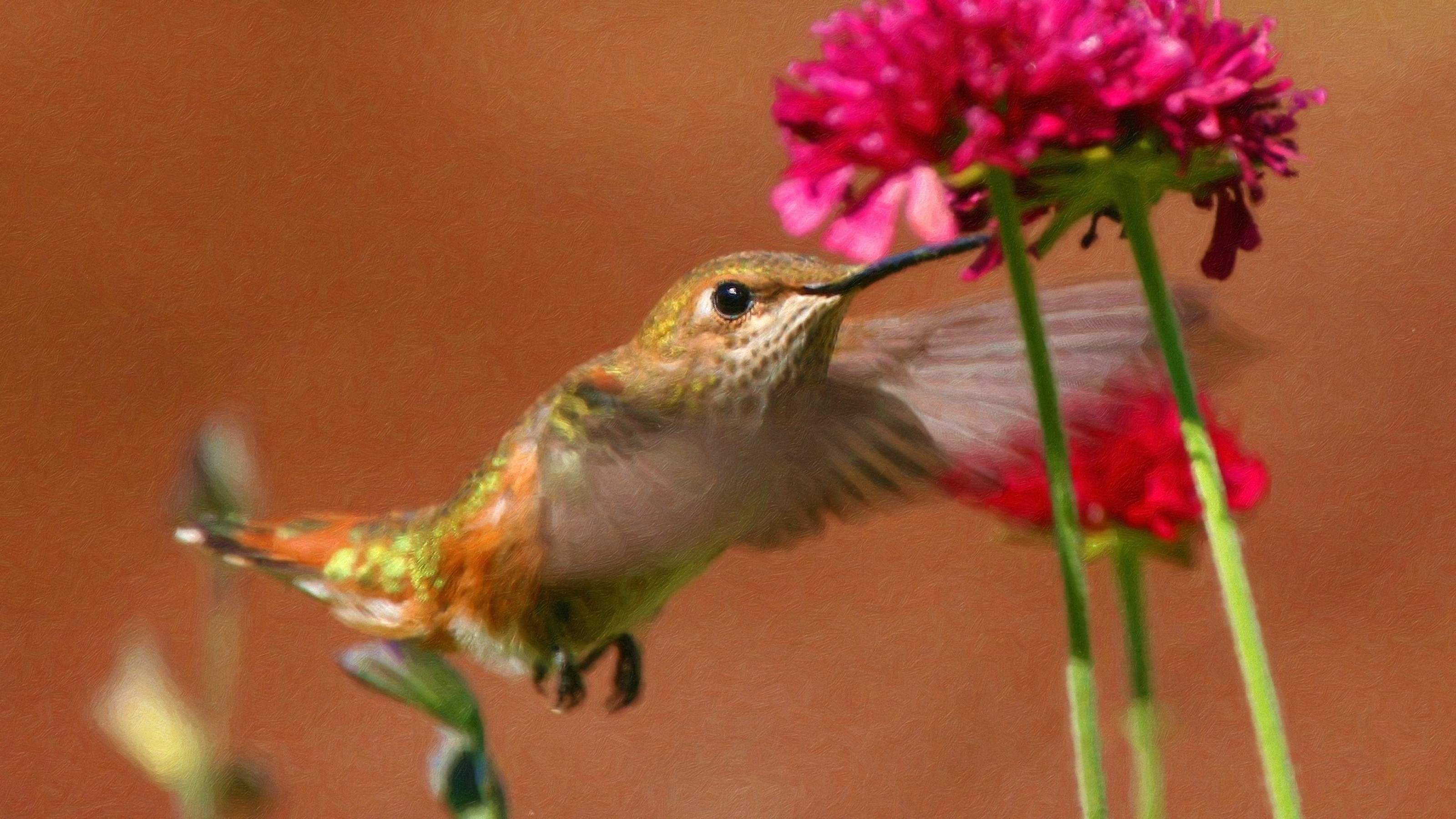 Hummingbirds Birds Pink Flowers 3200x1800