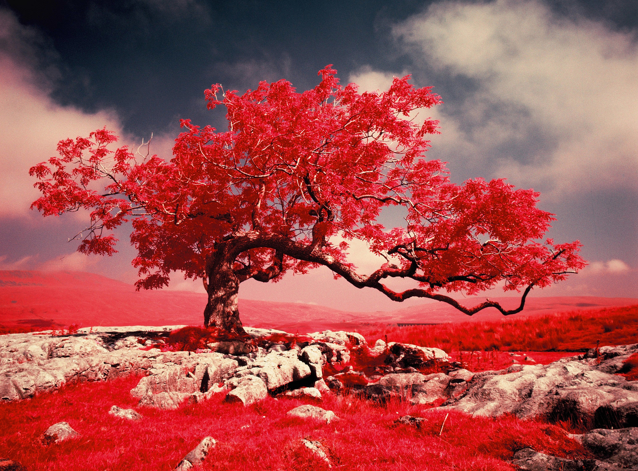 Красивое красное дерево. Красивое дерево. Красное дерево. Пейзаж в красных тонах. Сакура дерево.