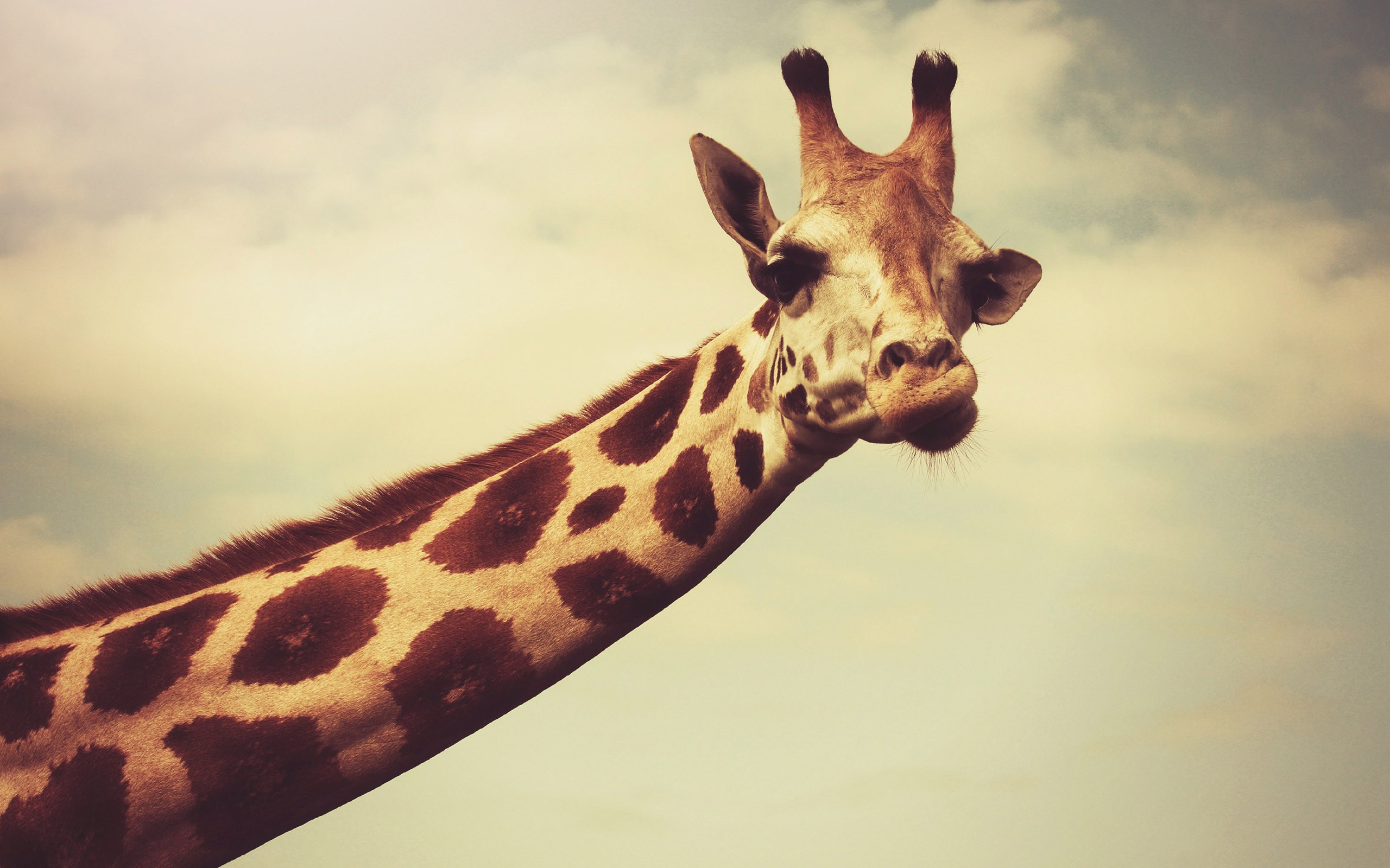 Giraffes Necks Face Horns Wildlife Photography 2560x1600