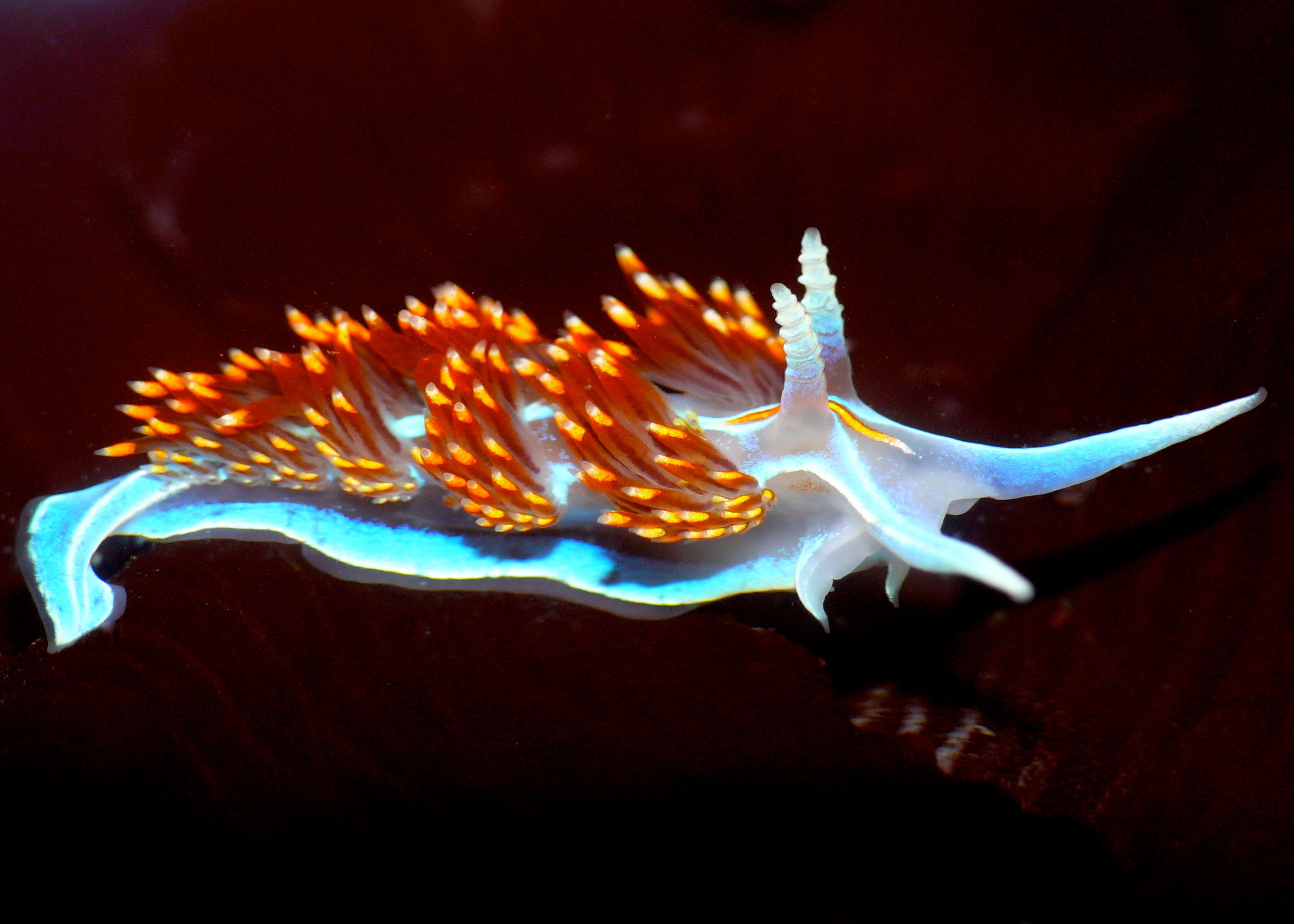 Nudibranch Sea Slug 3088x2205