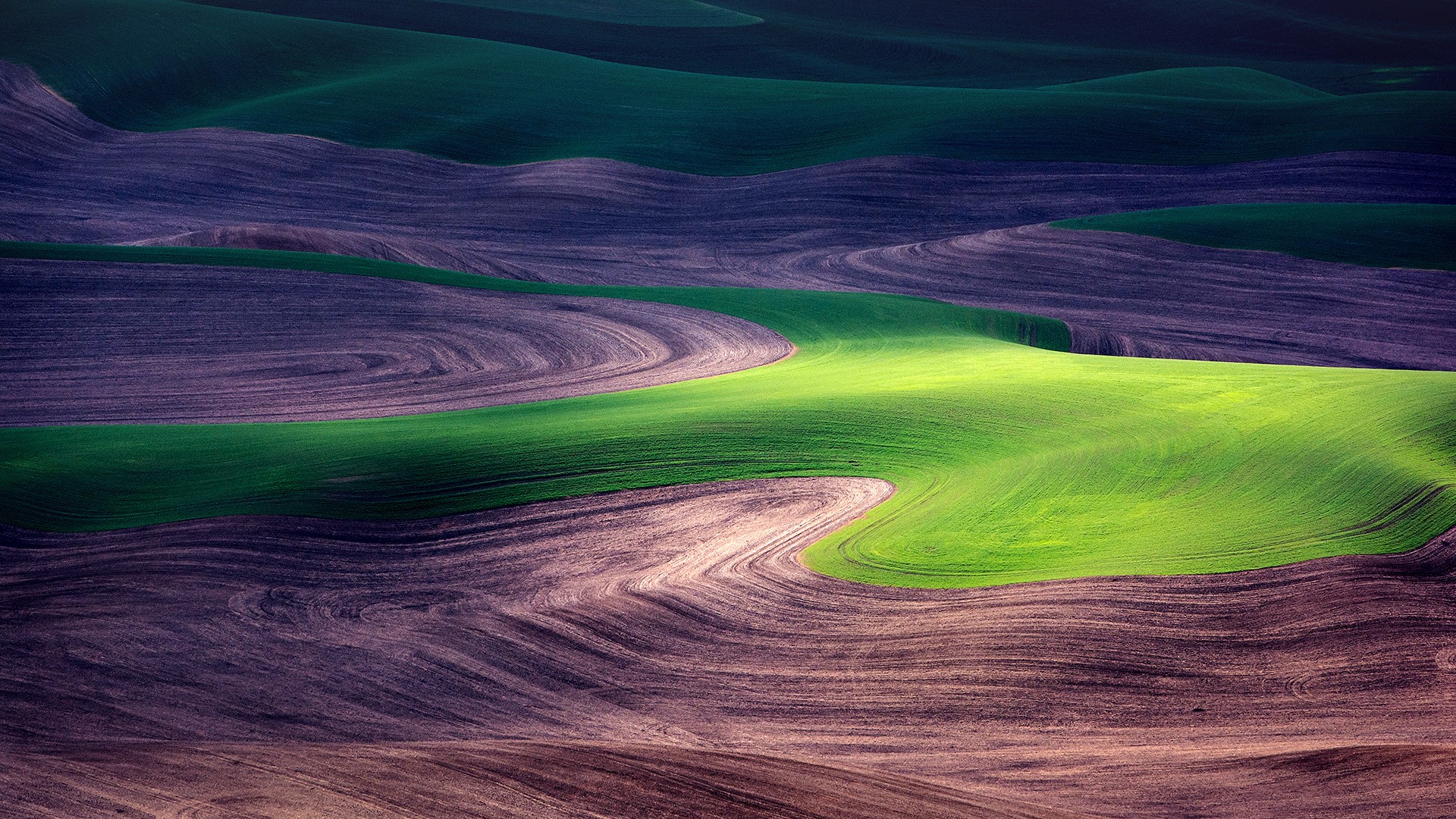 Nature Landscape Grass Farm Field Palouse Washington USA 1920x1080