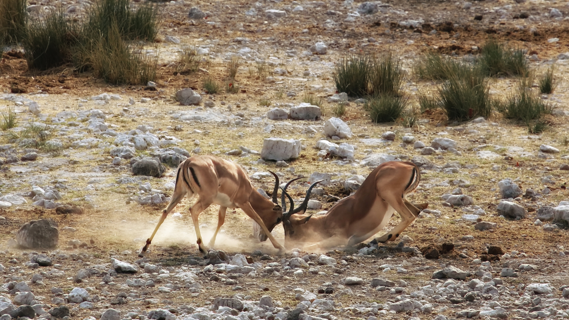 Animal Impala 1920x1080