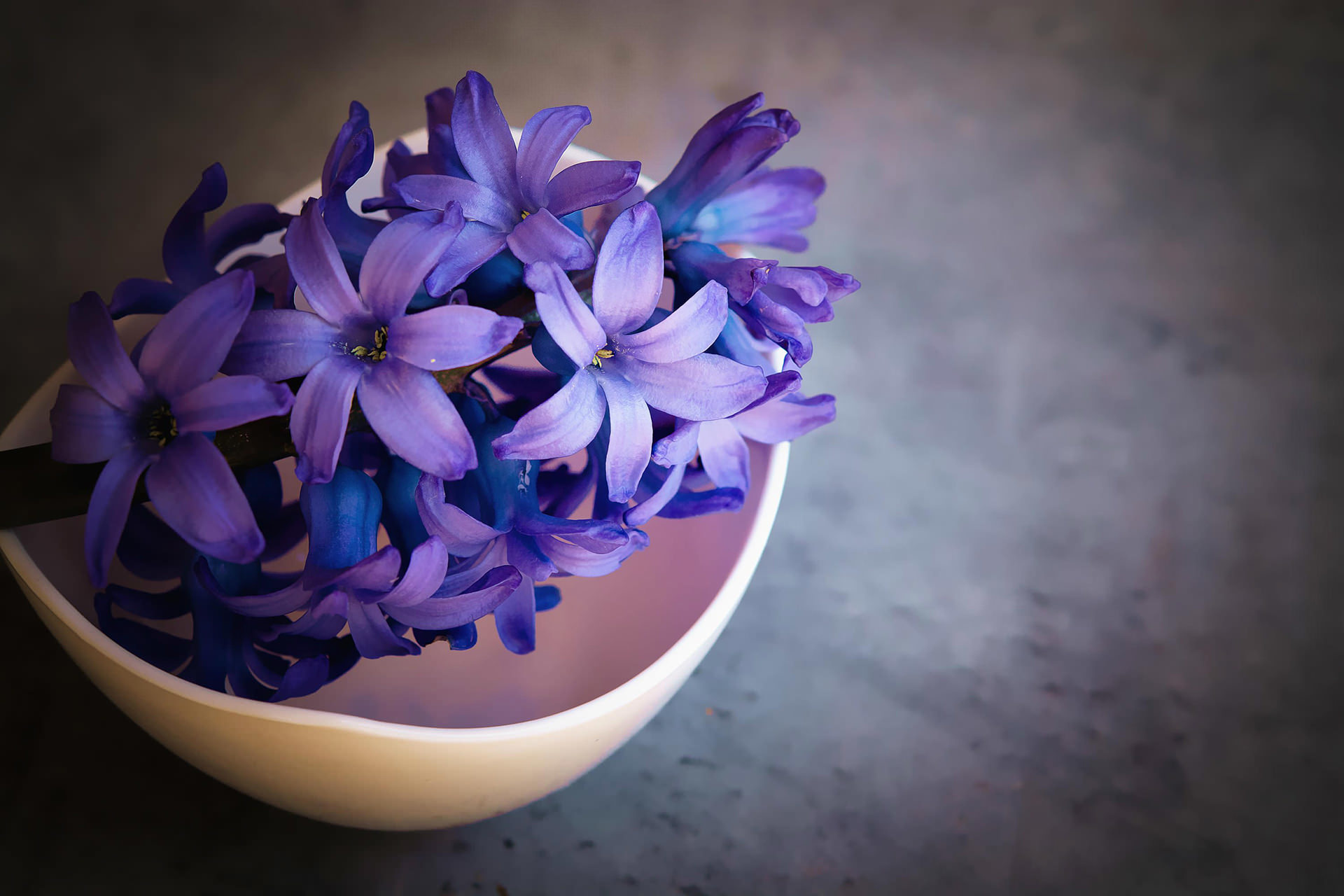 Still Life Bowl Flower Hyacinth Purple Flower 1920x1280