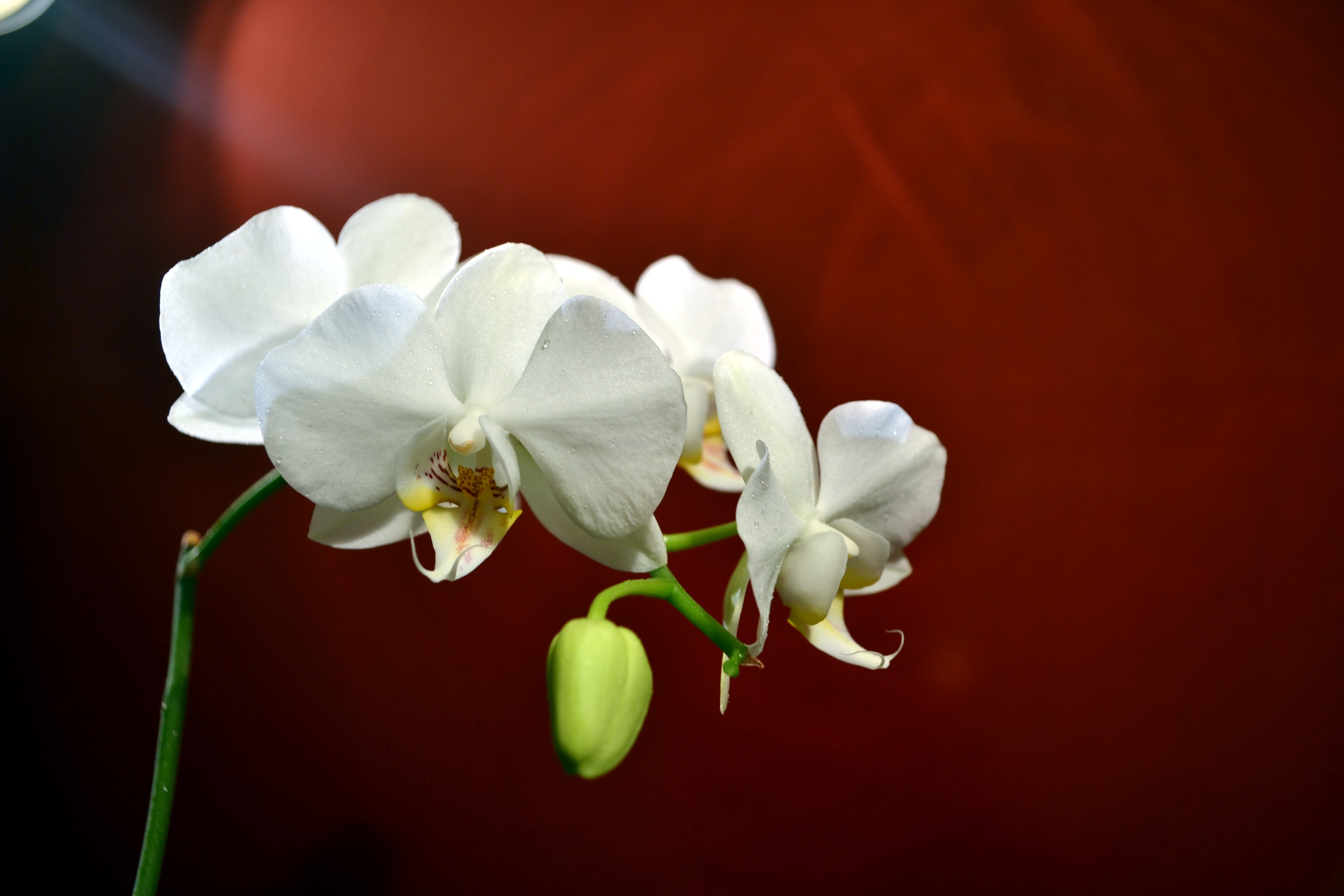 Flowers Nature Orchids Red White Flowers 4608x3072