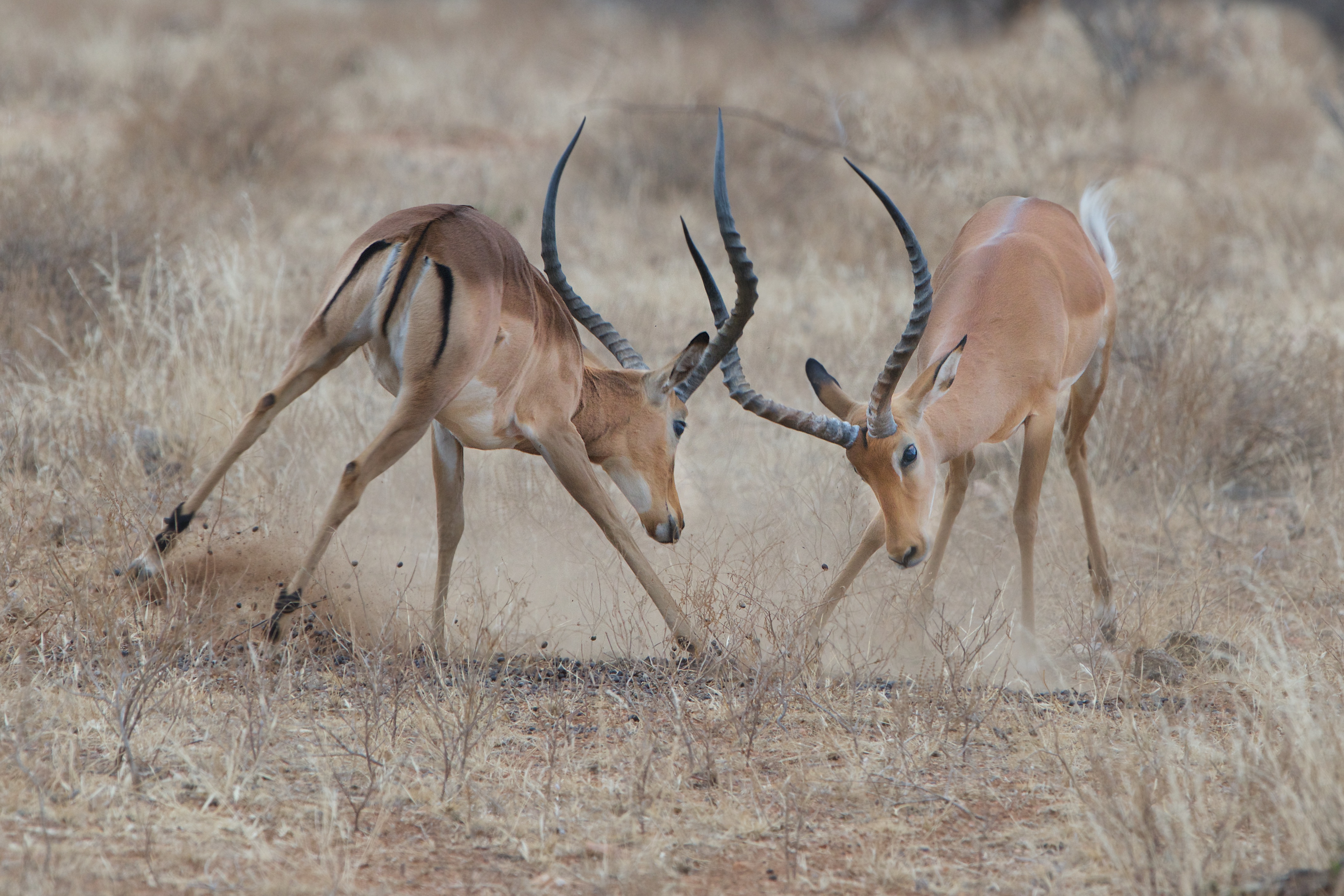 Impala Antelope Fight Wildlife 4362x2908